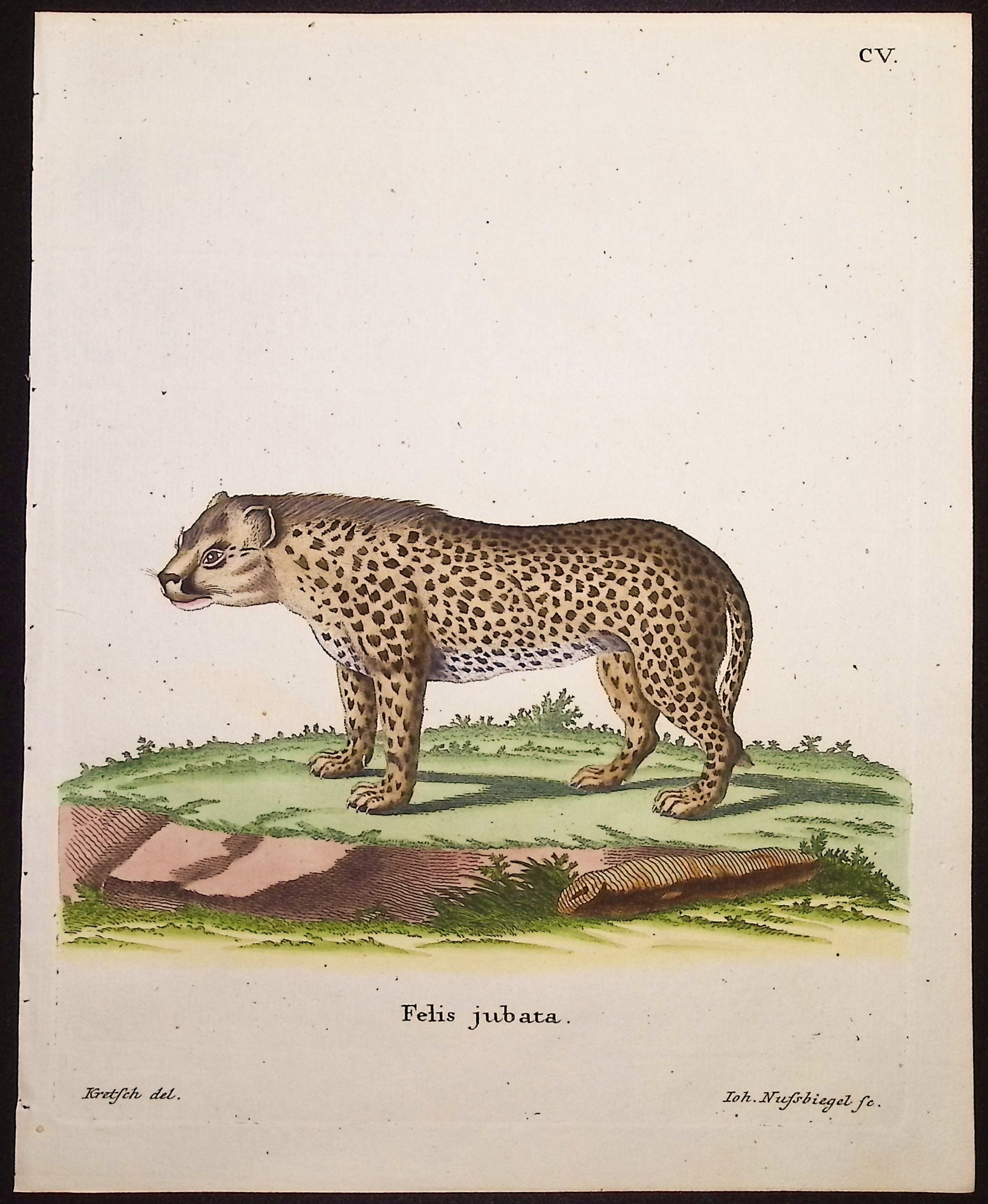 Cheetah