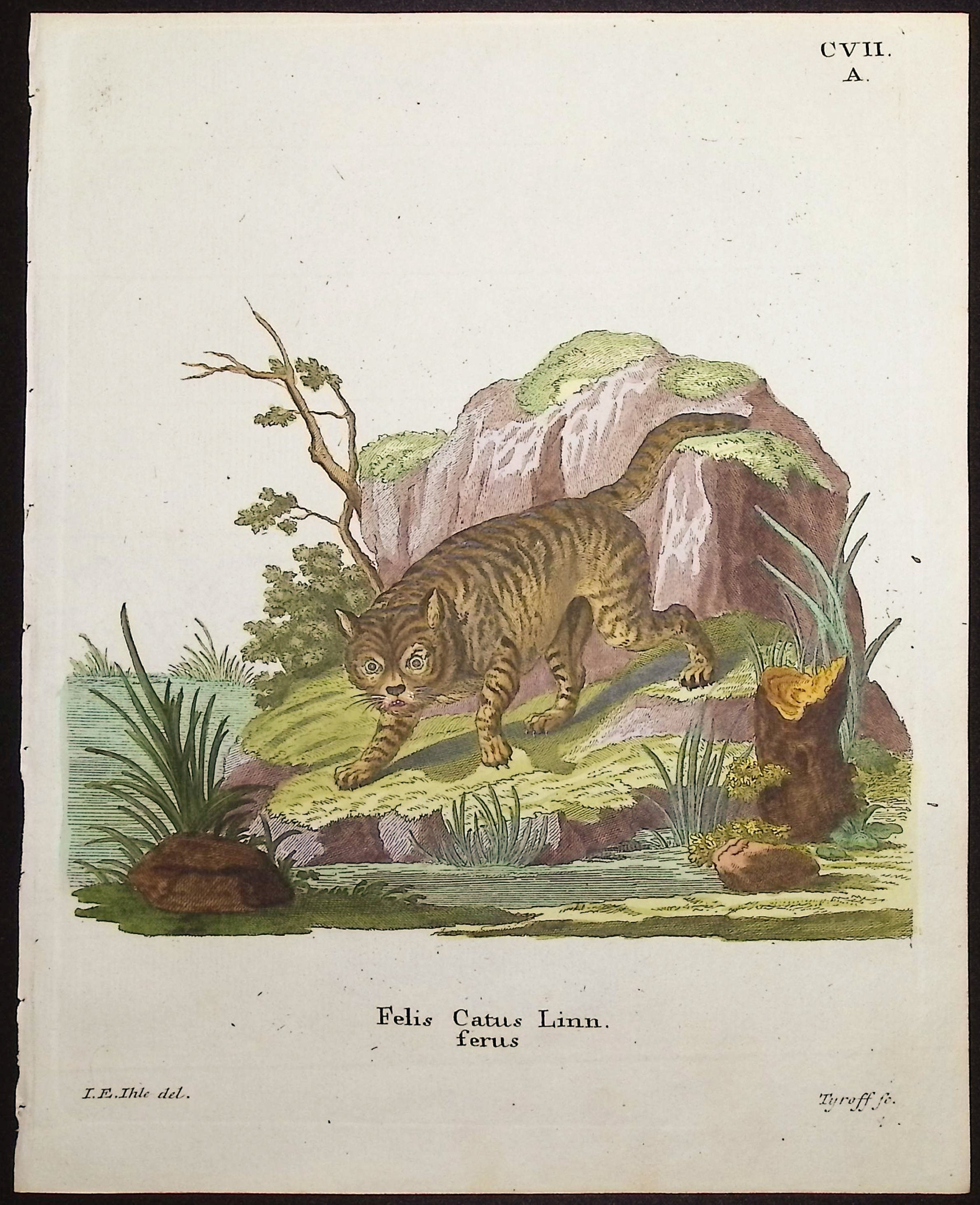 Wild House Cat