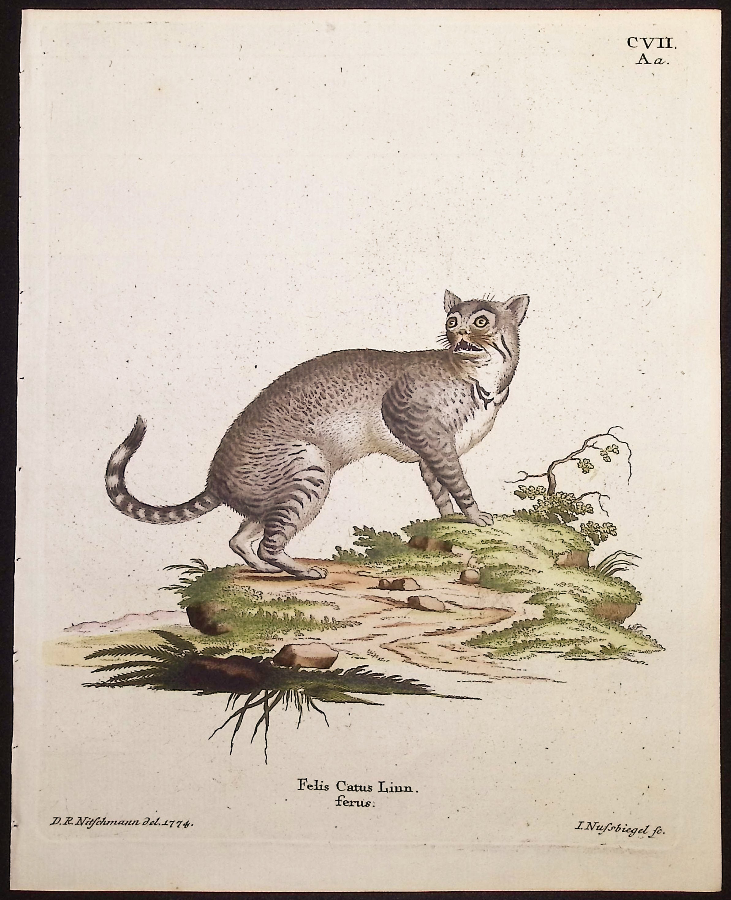 Wild House Cat