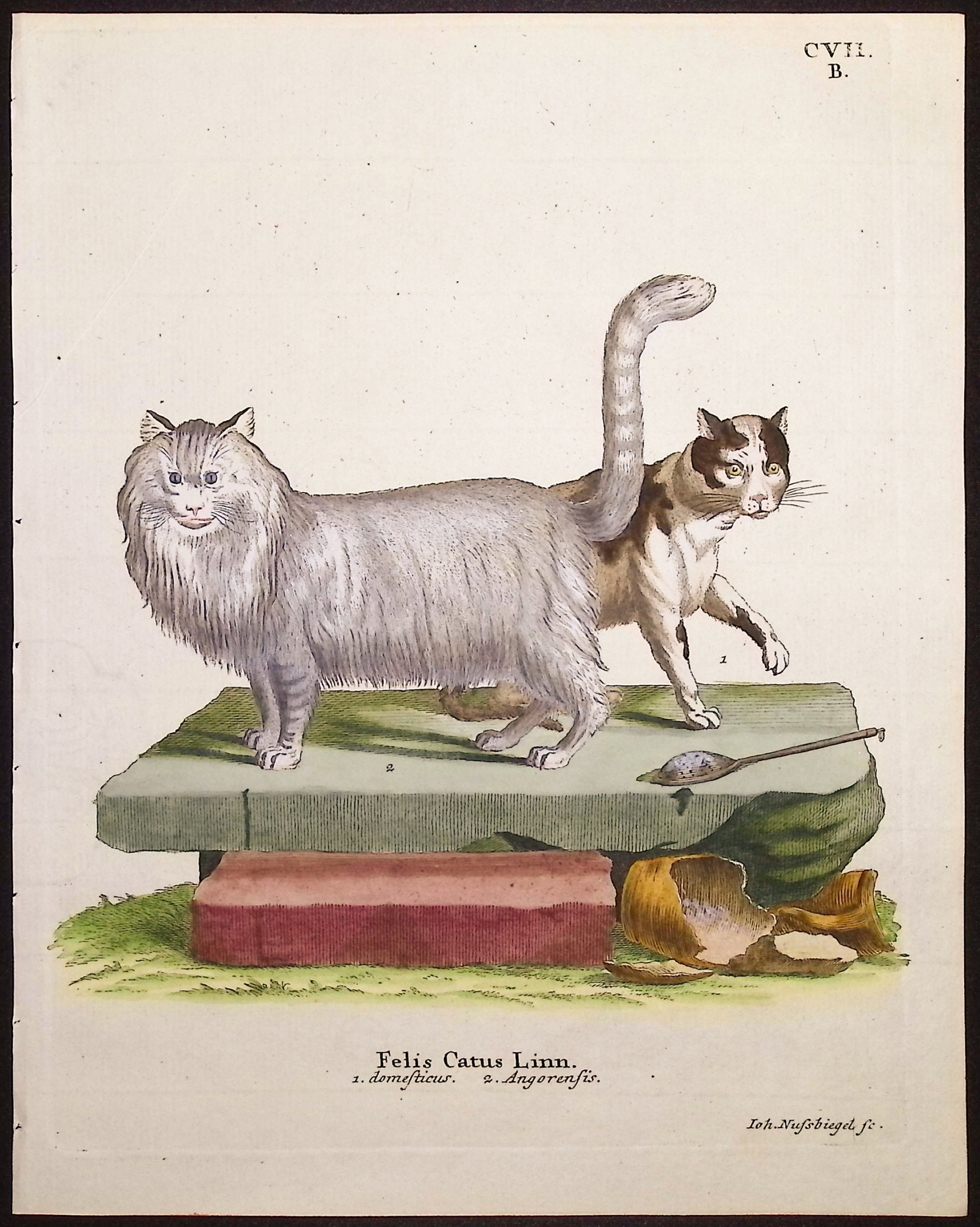 Domestic House Cat