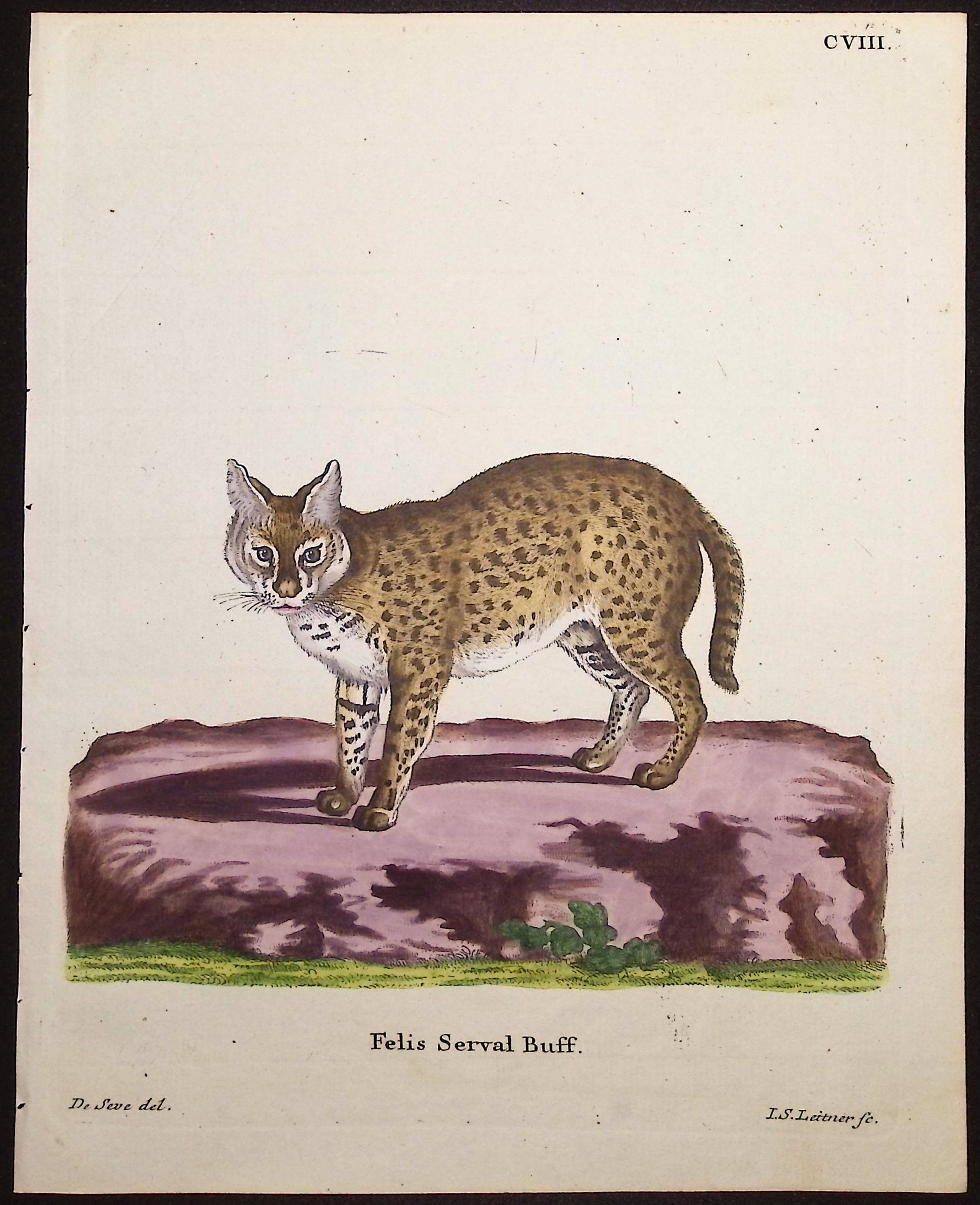 Serval