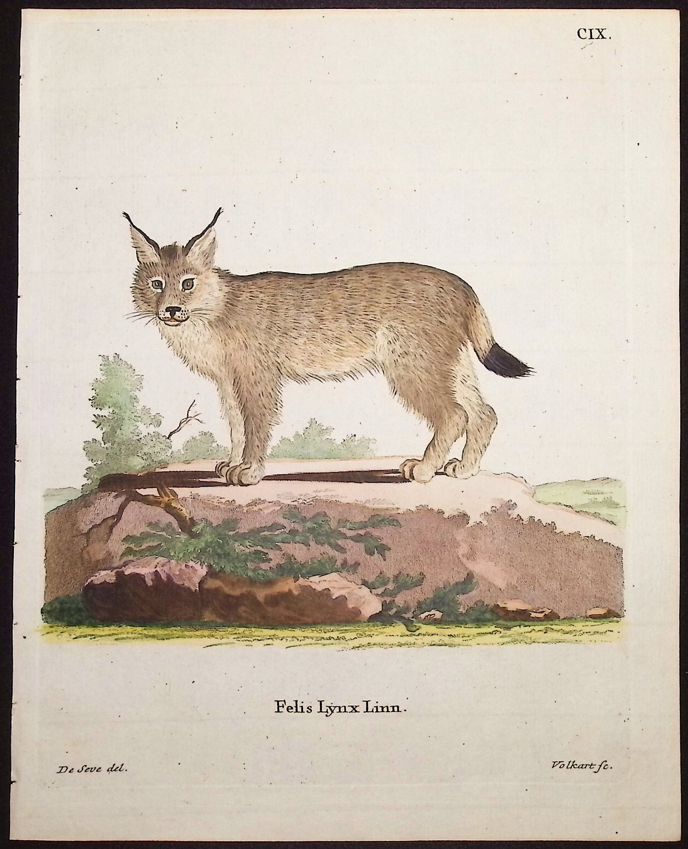 Lynx