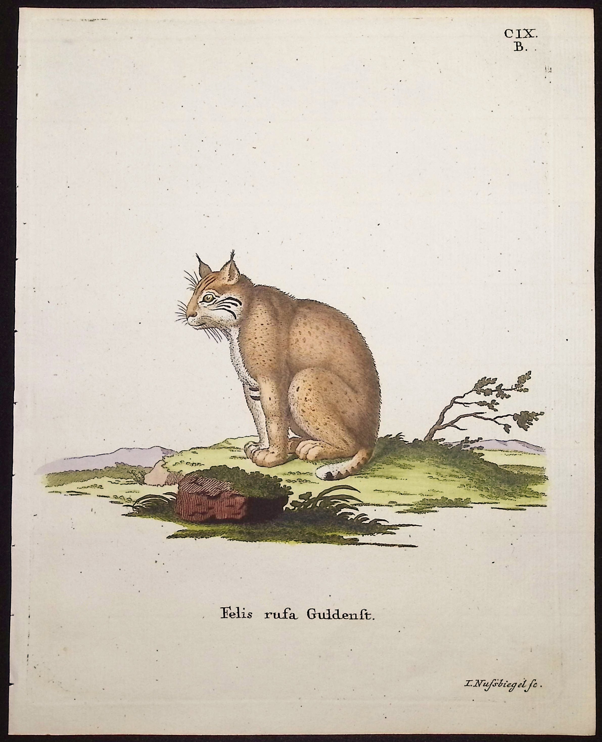 Bobcat
