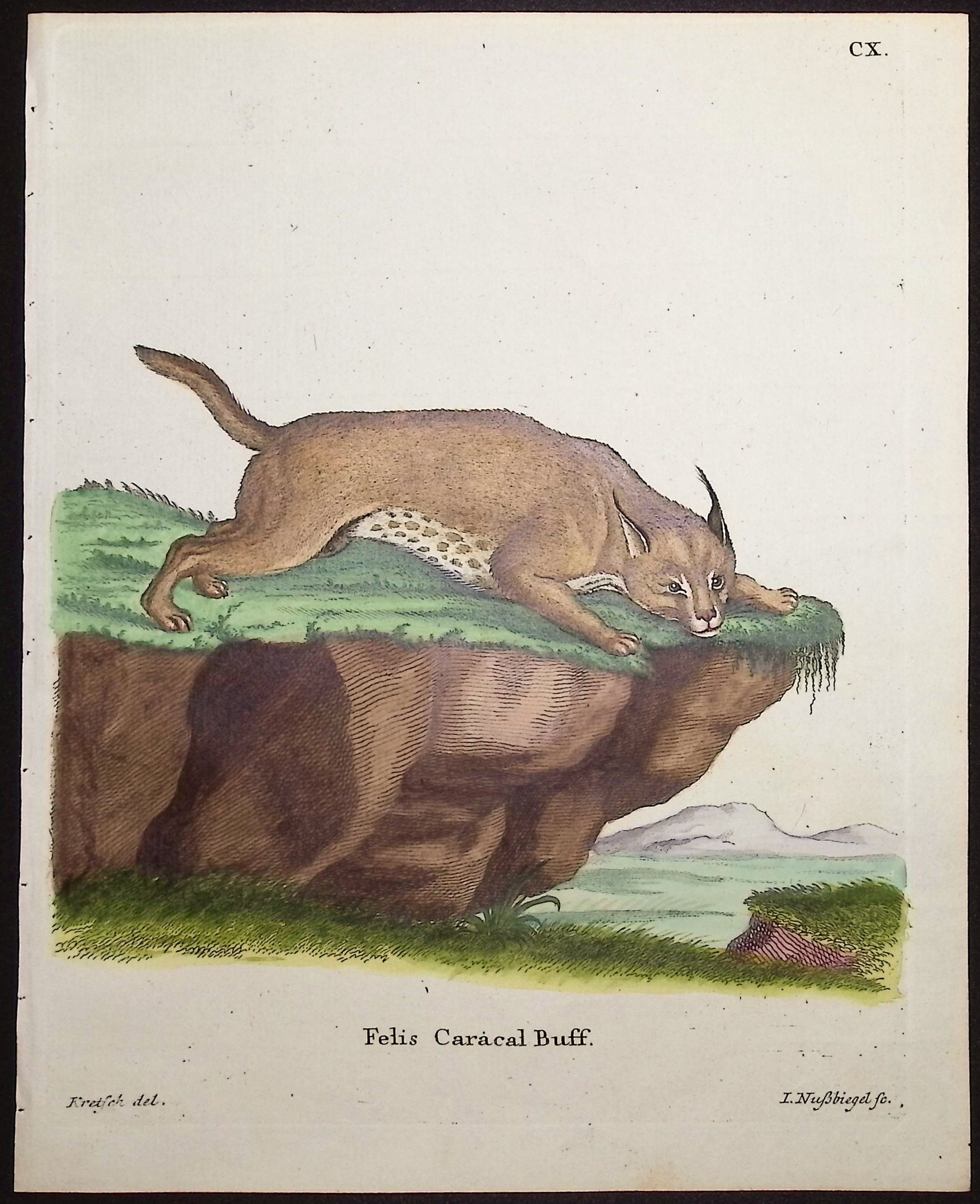 Caracal