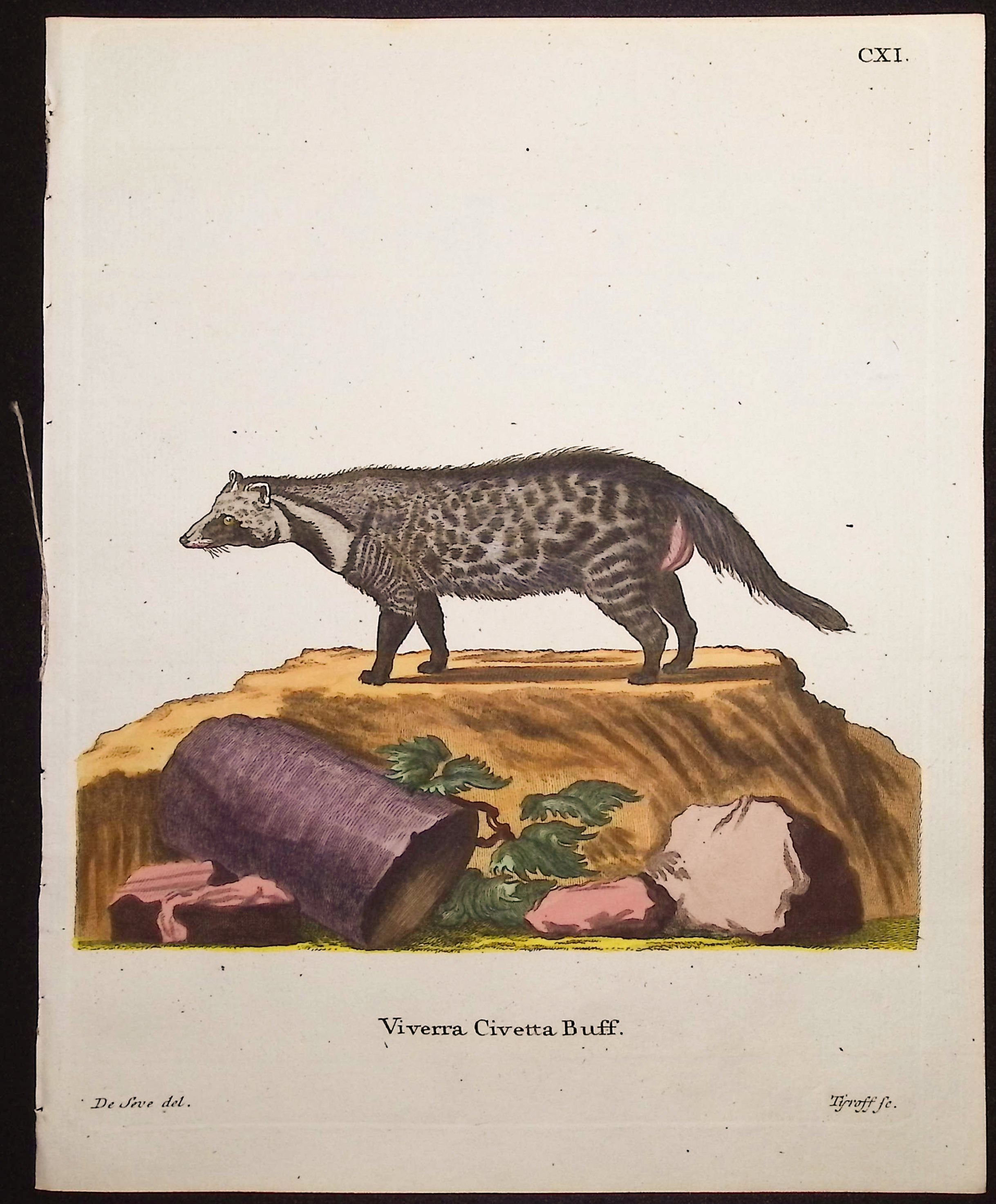 African Civet