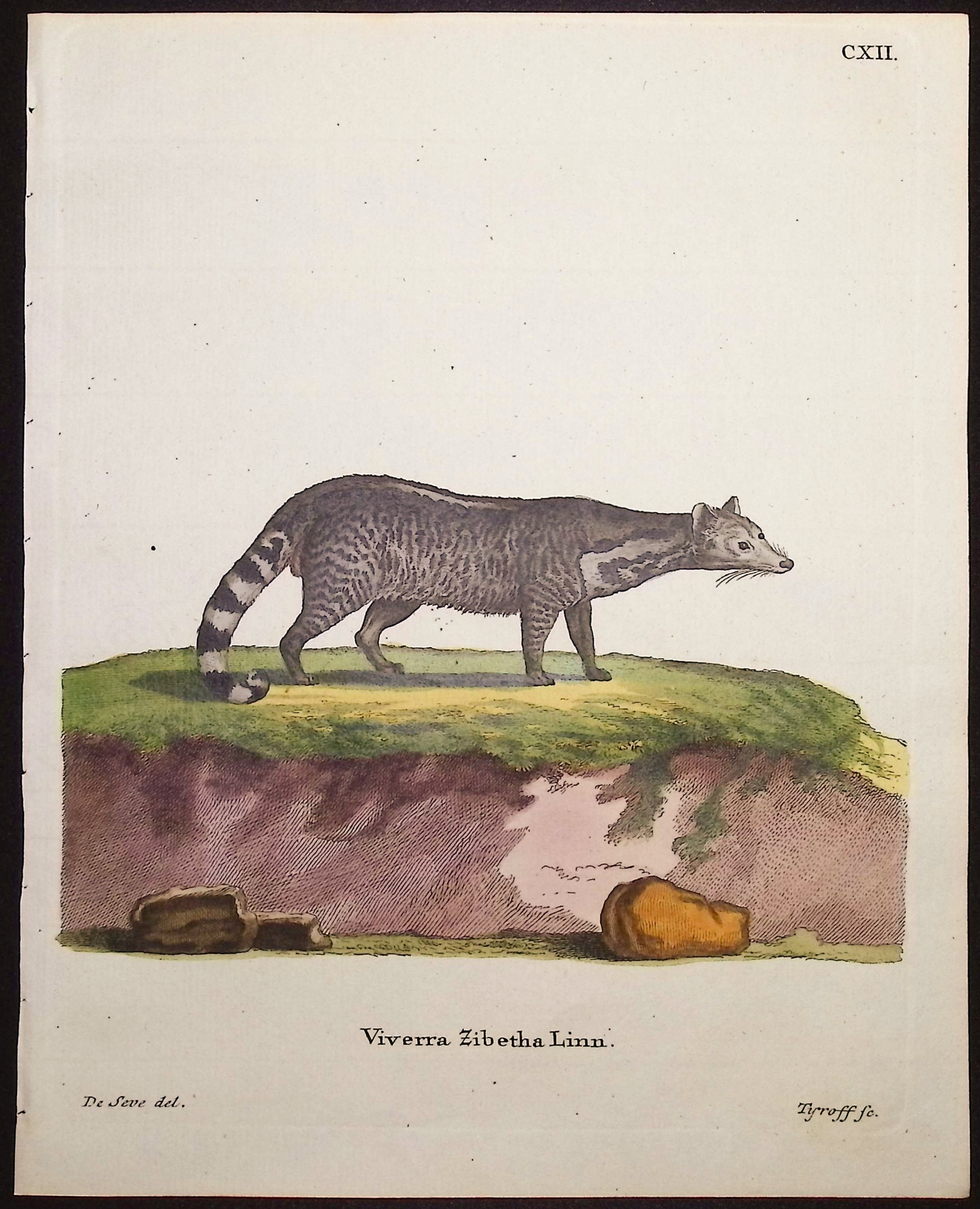 Indian Civet