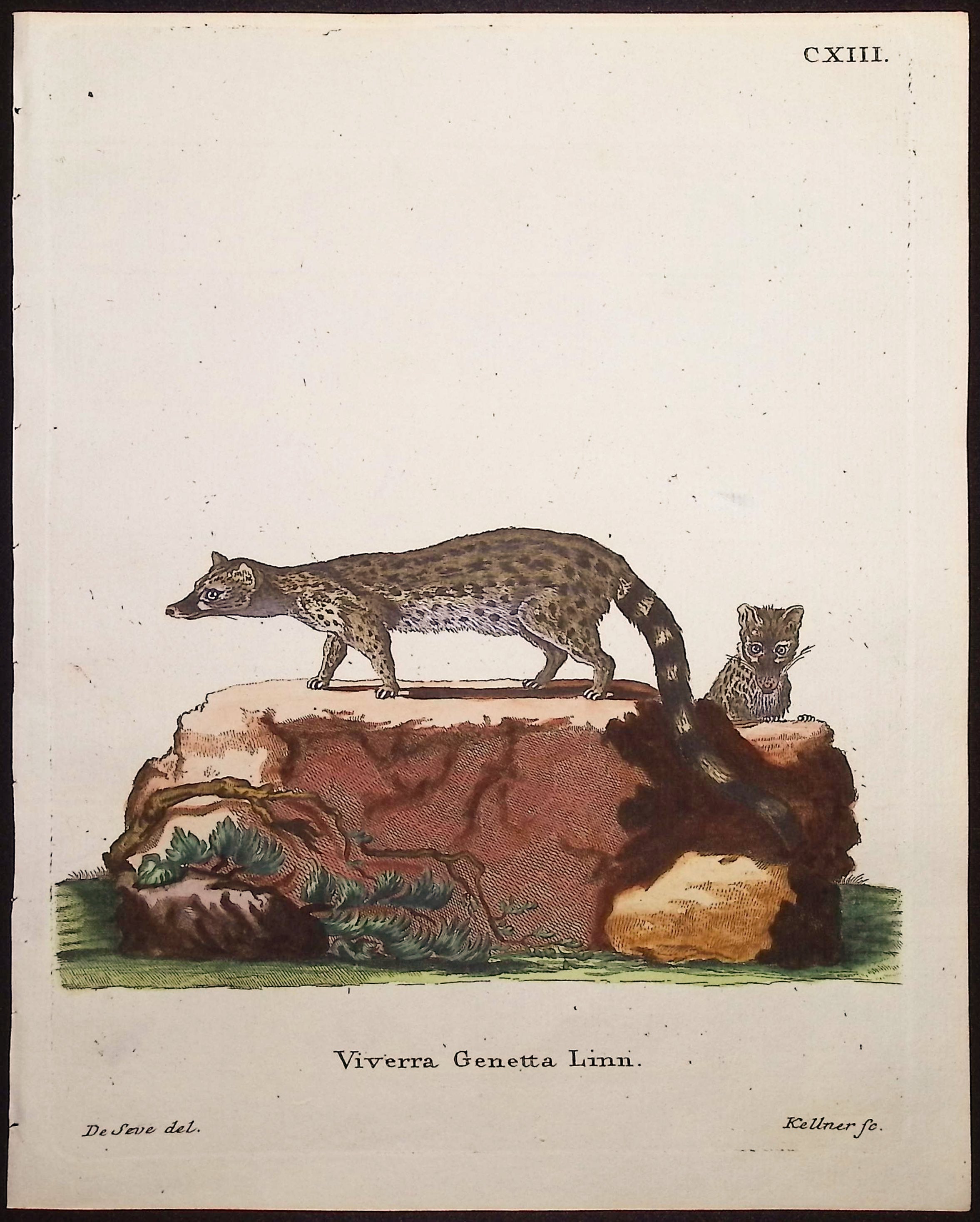 Genet