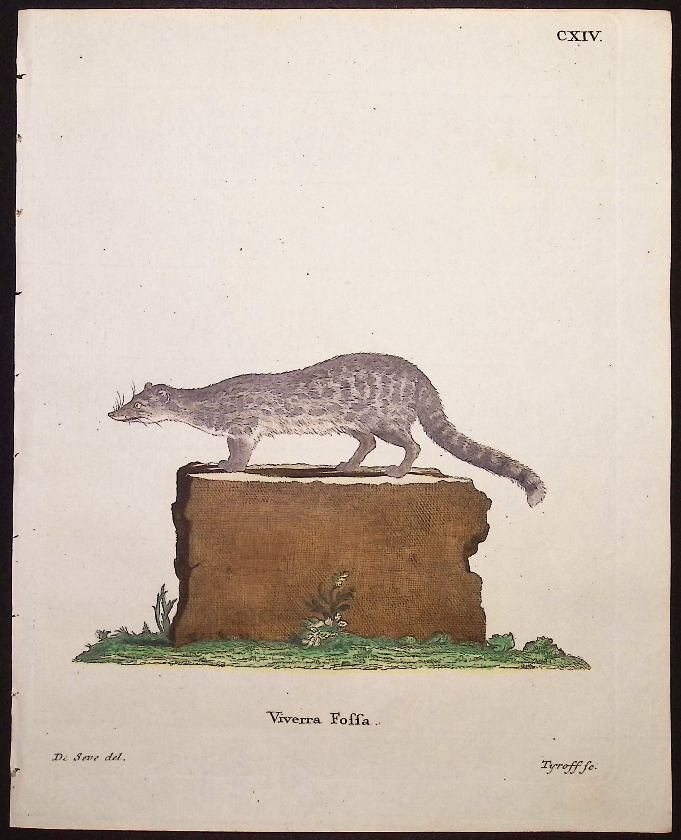 Malagasy Civet