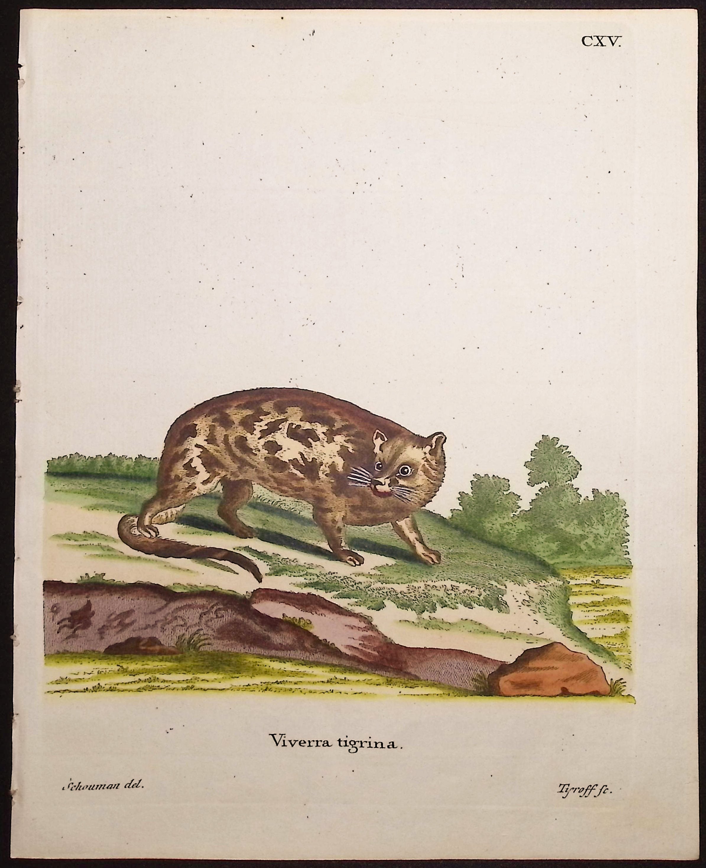 Cape Genet