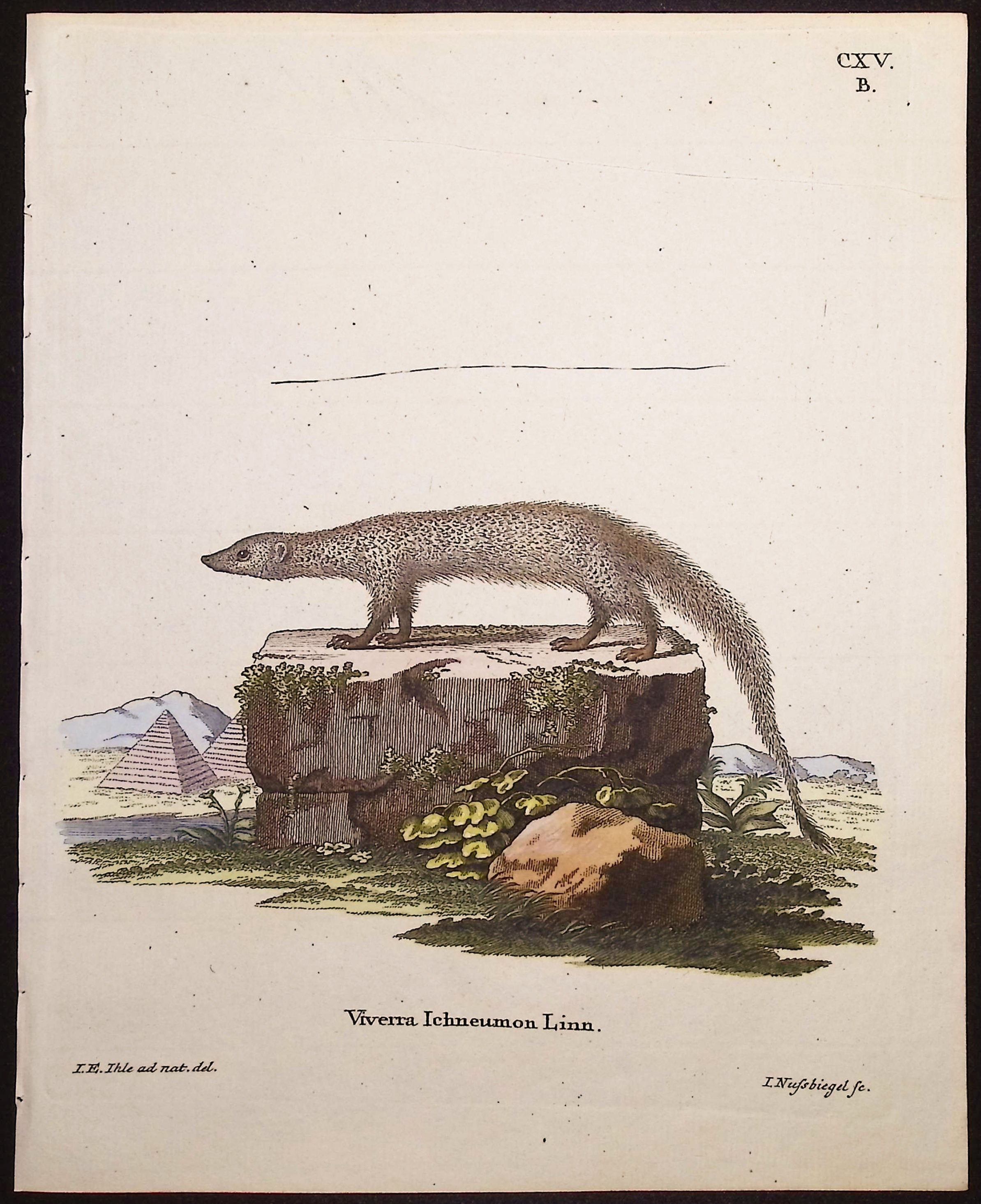 Egyptian Mongoose
