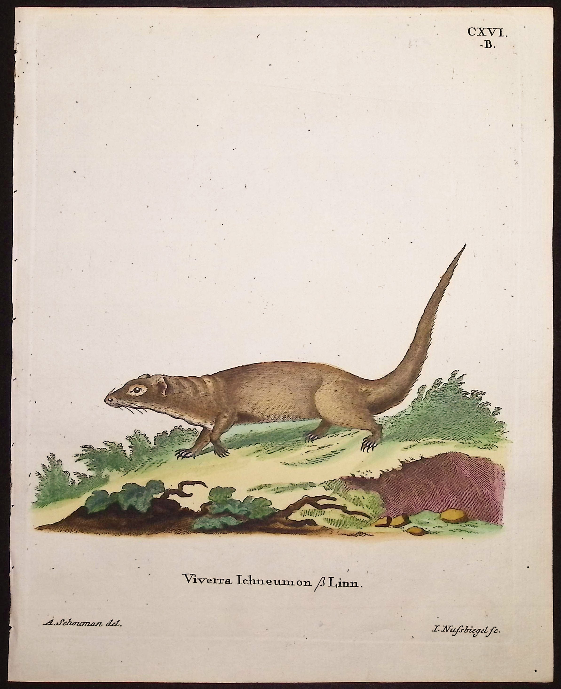 Mongoose