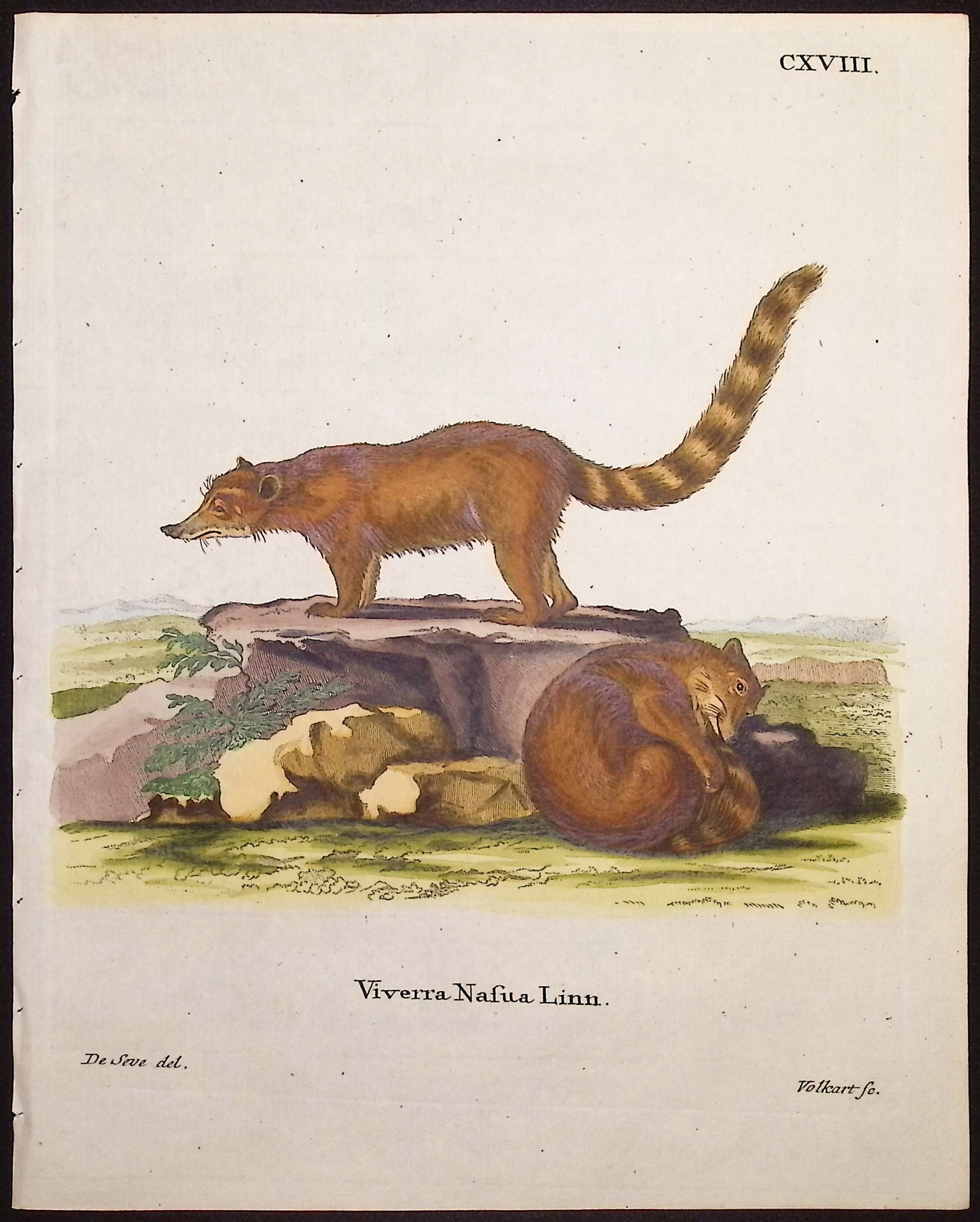 South American Coati