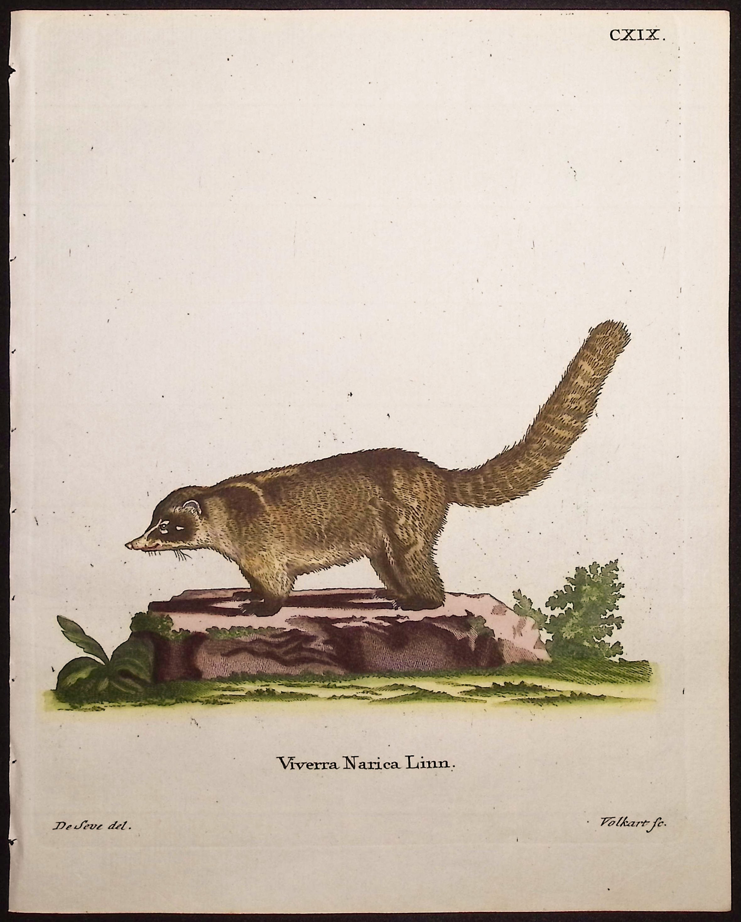 White-Nosed Coati