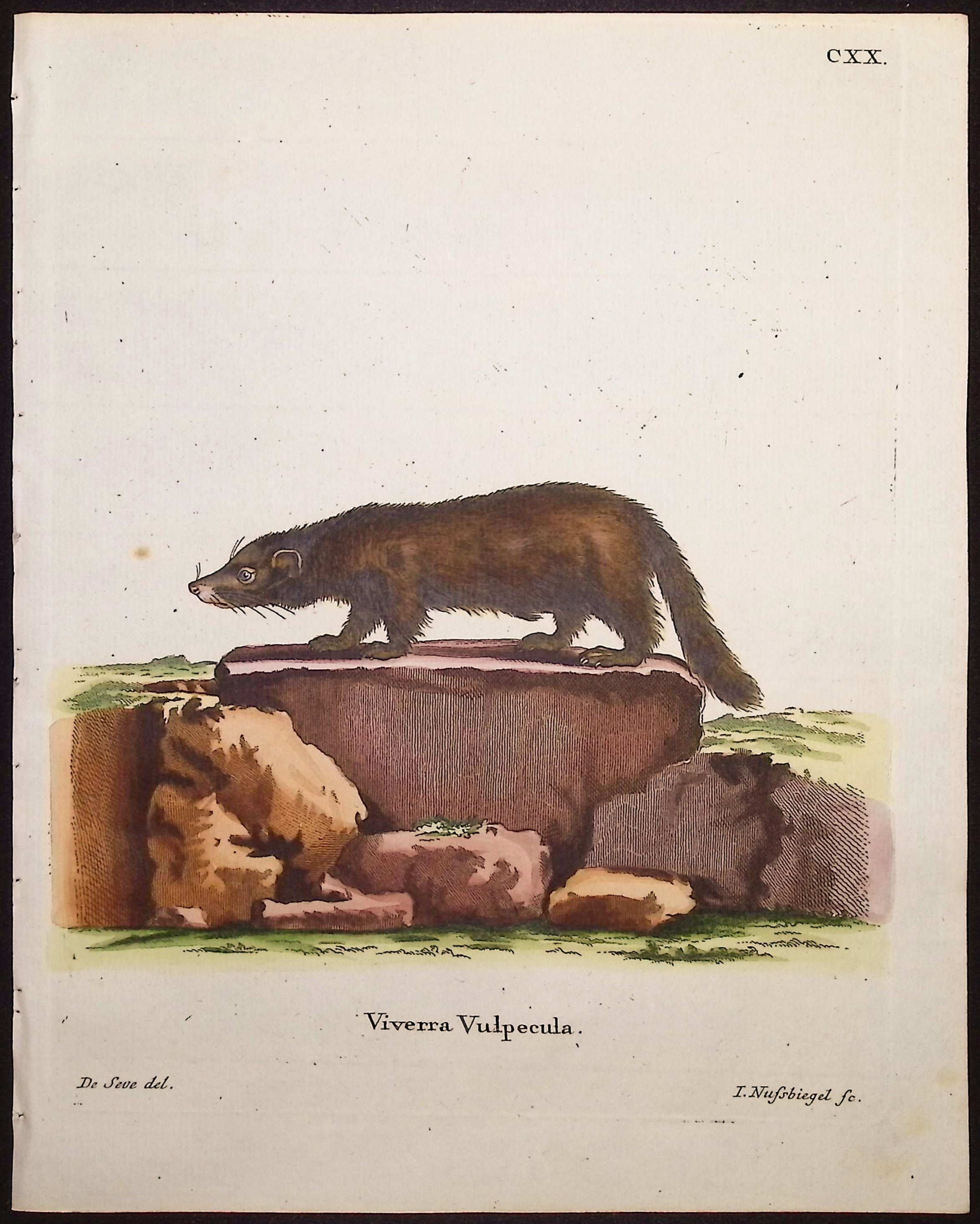 Viverrid