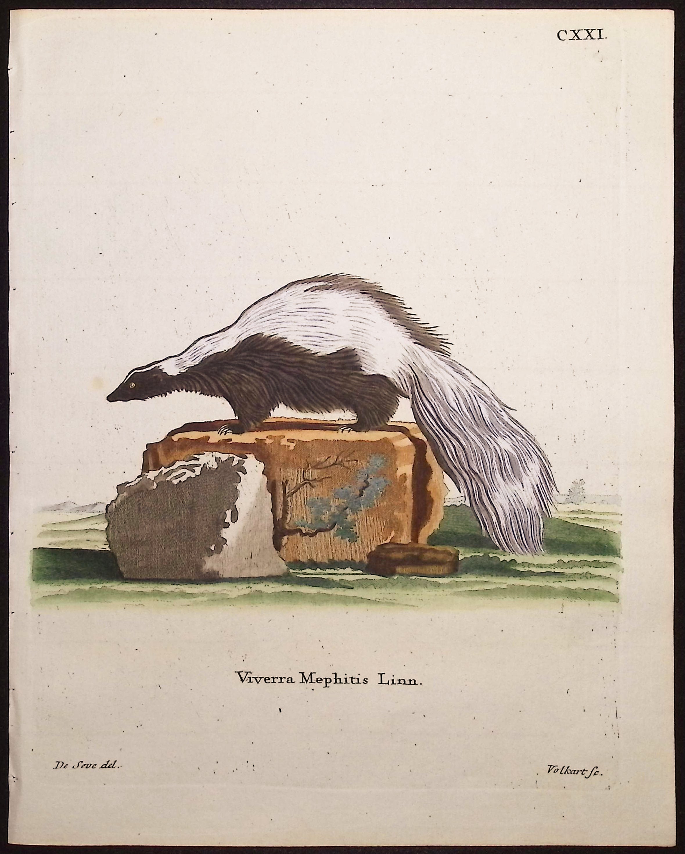 Striped Skunk
