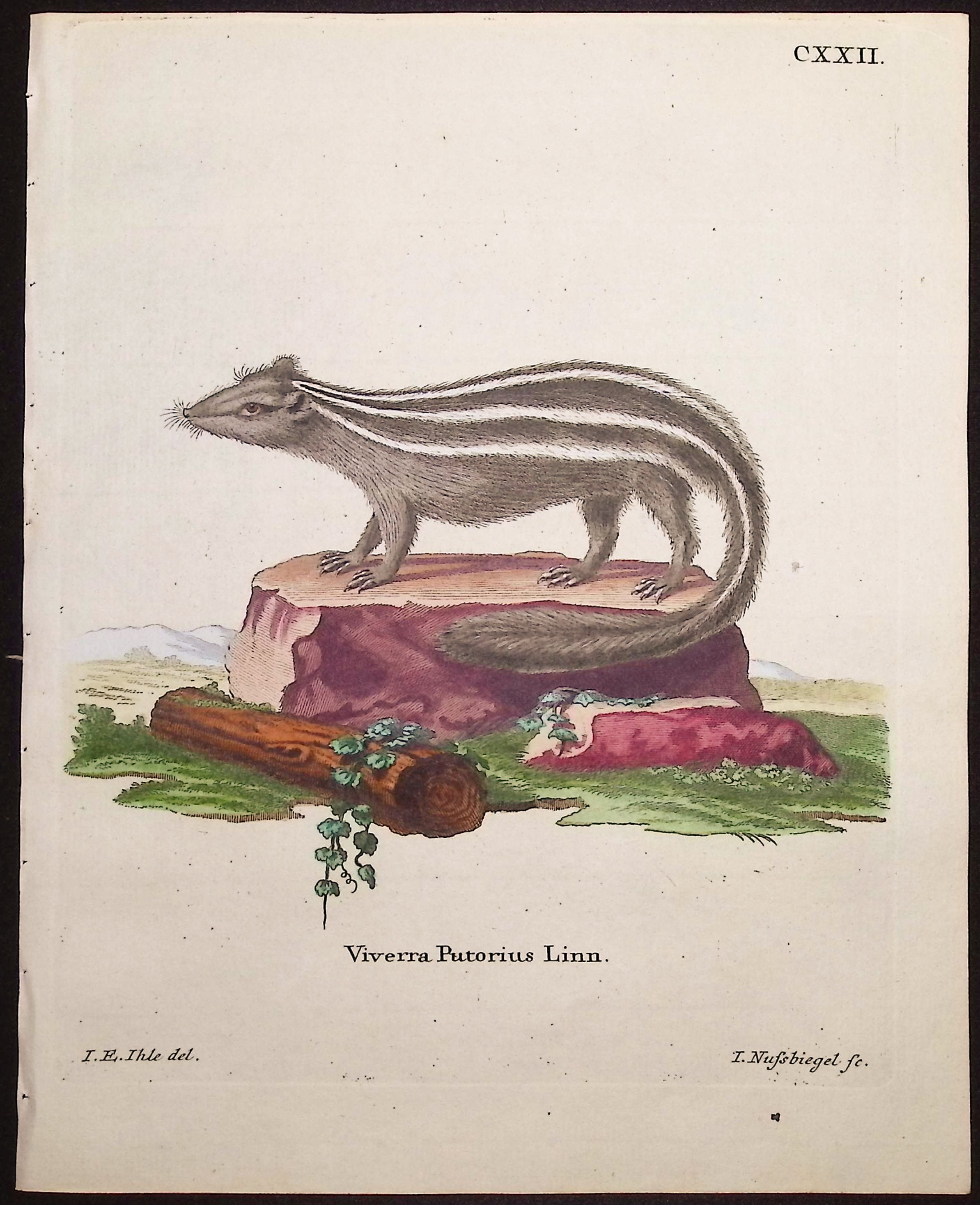 Skunk
