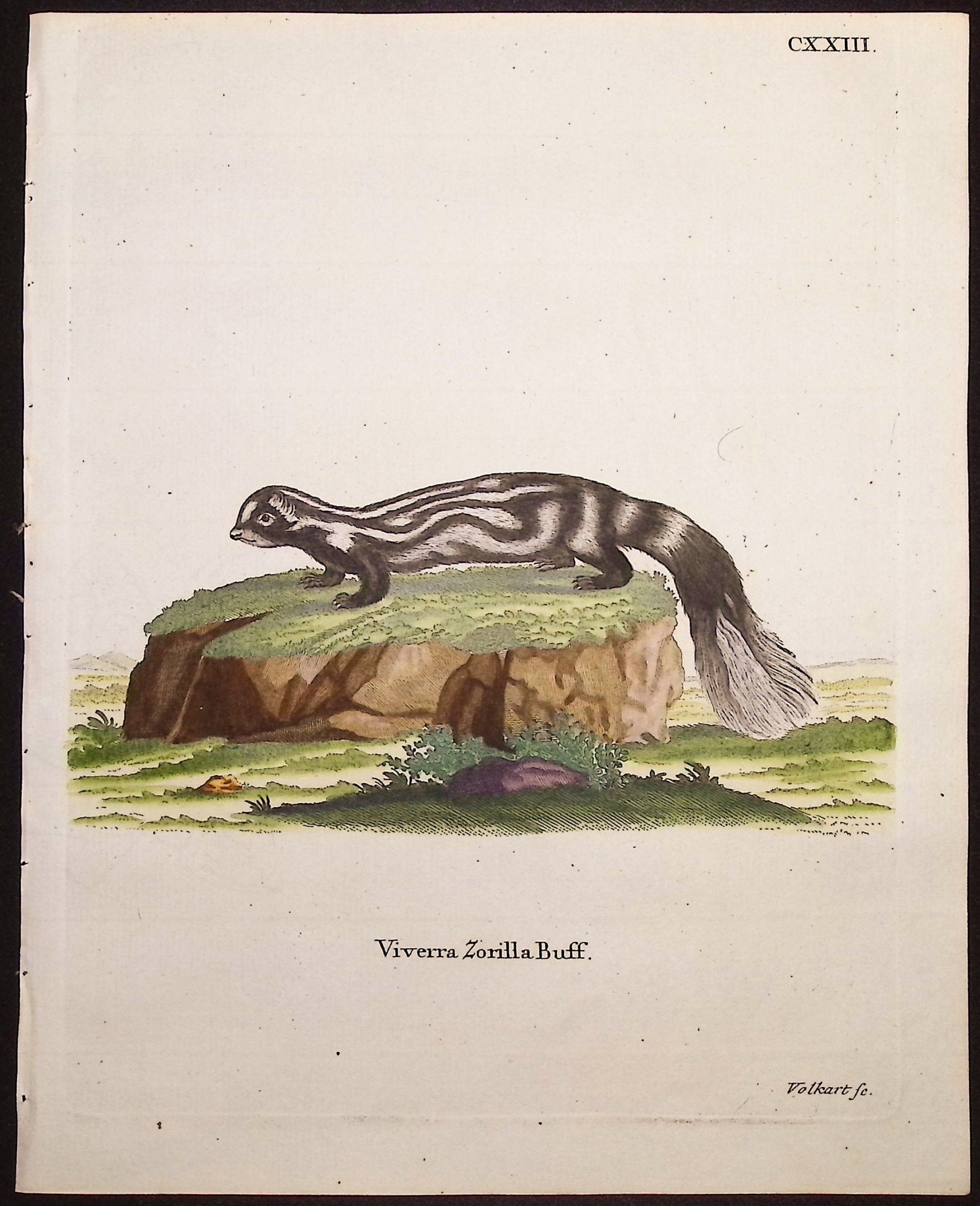 Striped Polecat