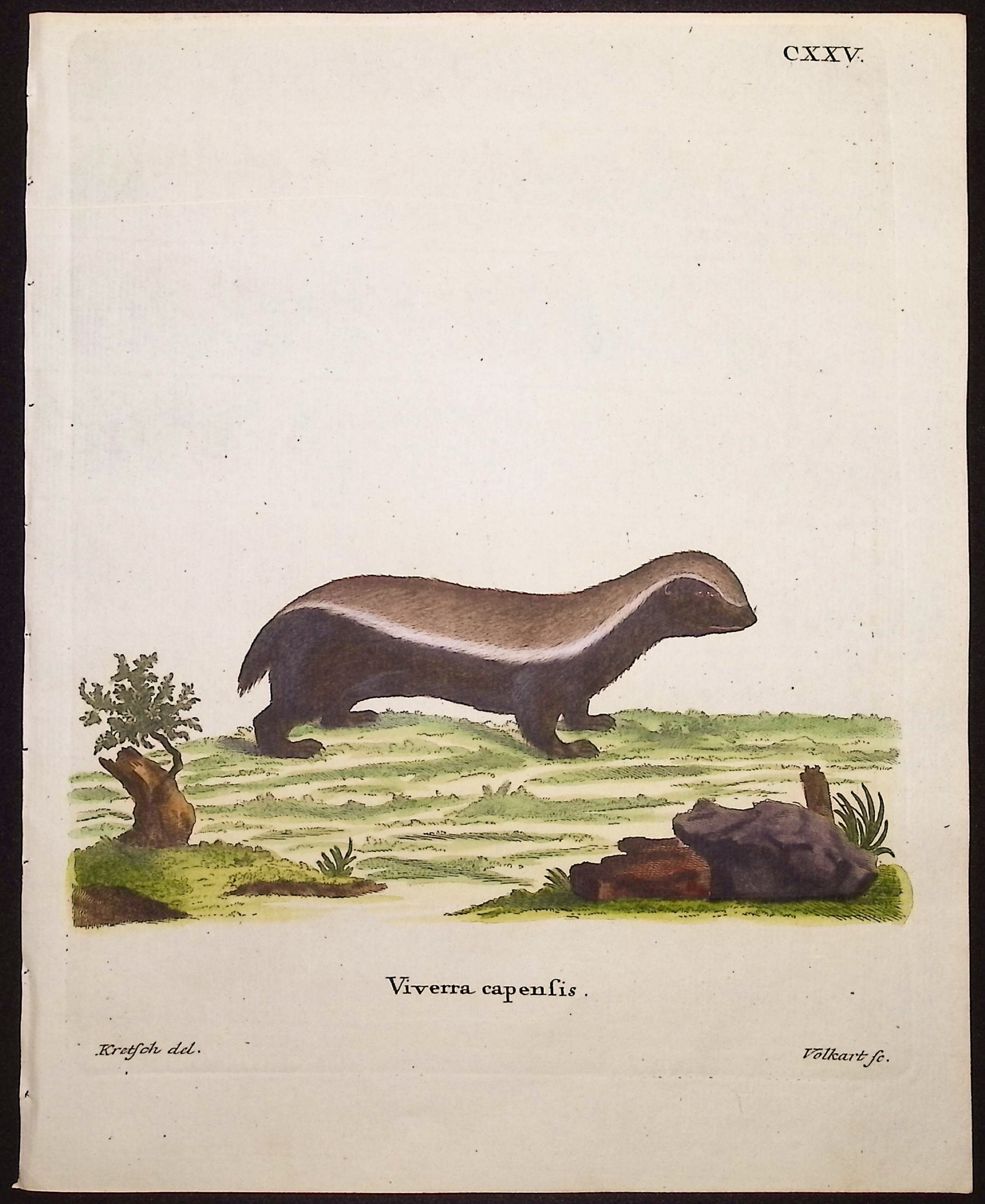 Honey Badger