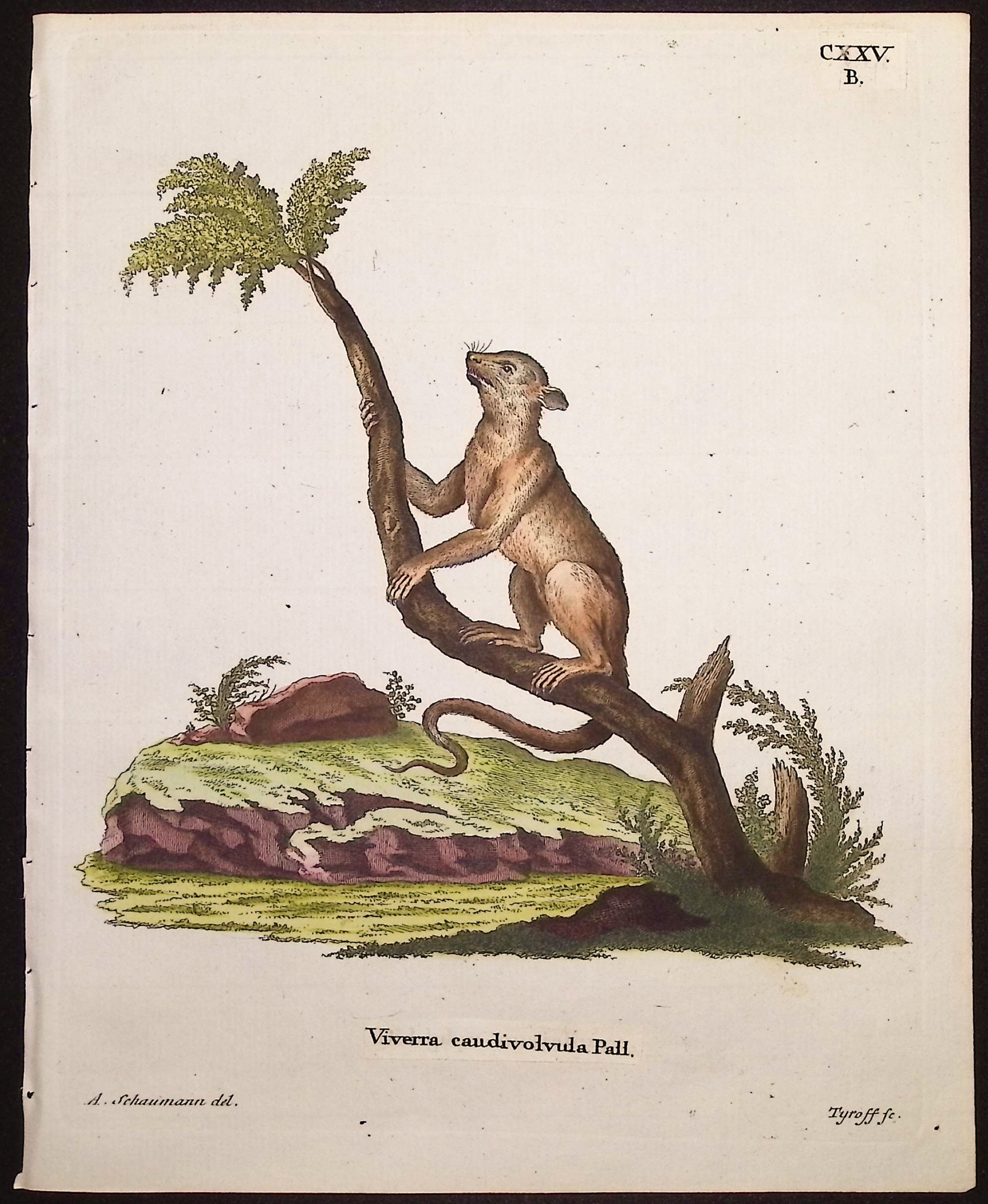 Kinkajou or Honey Bear