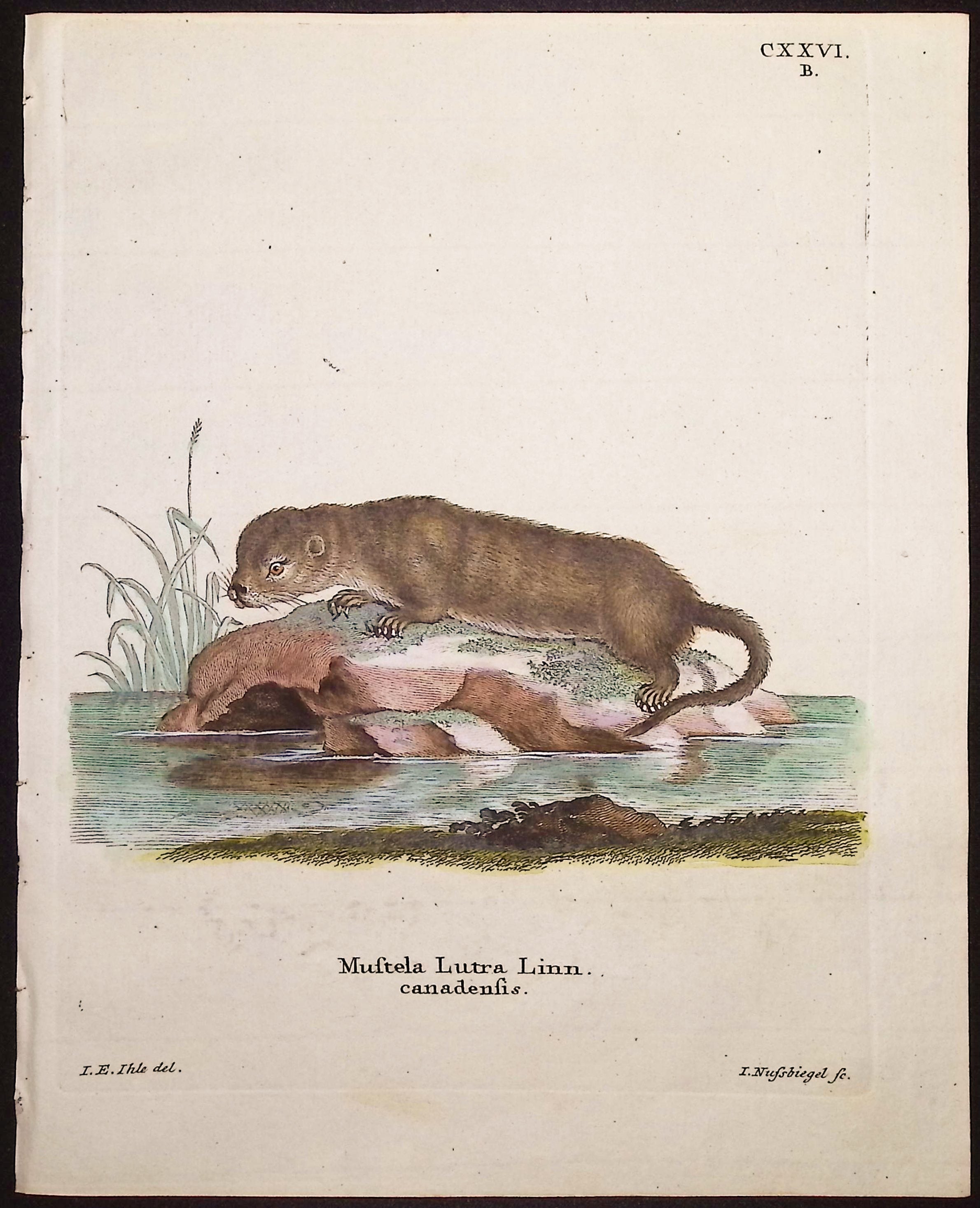 North American River Otter