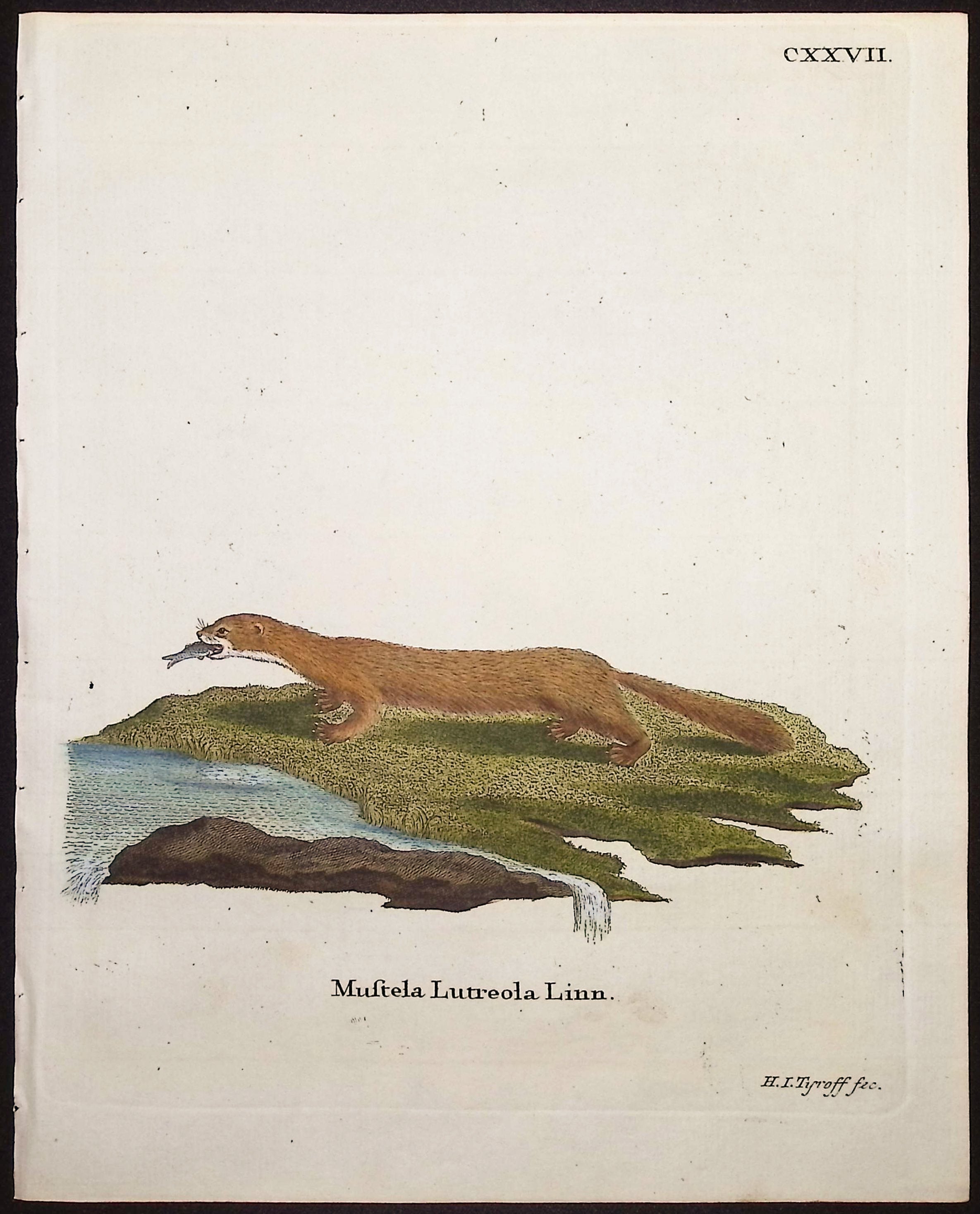 European Mink