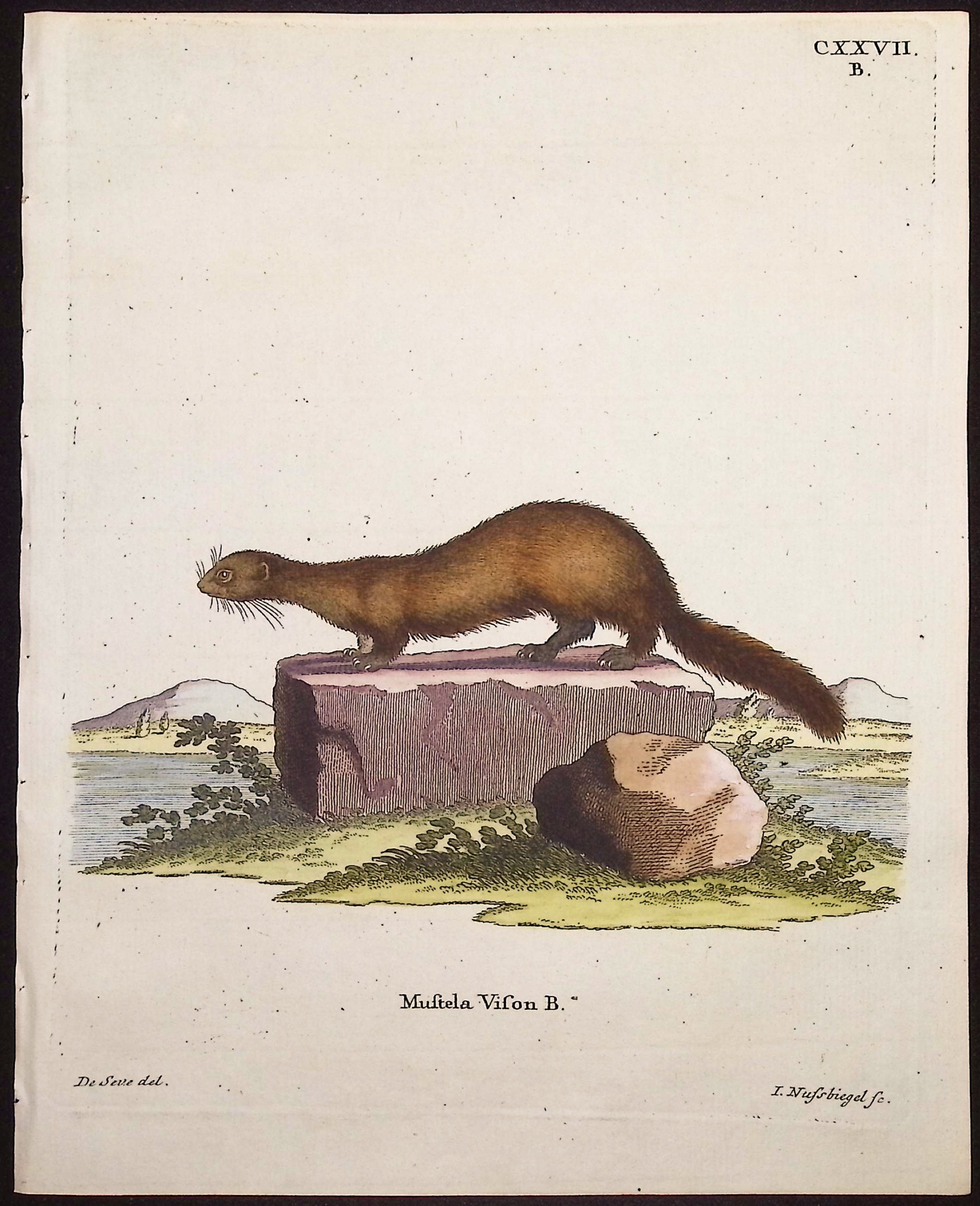 American mink