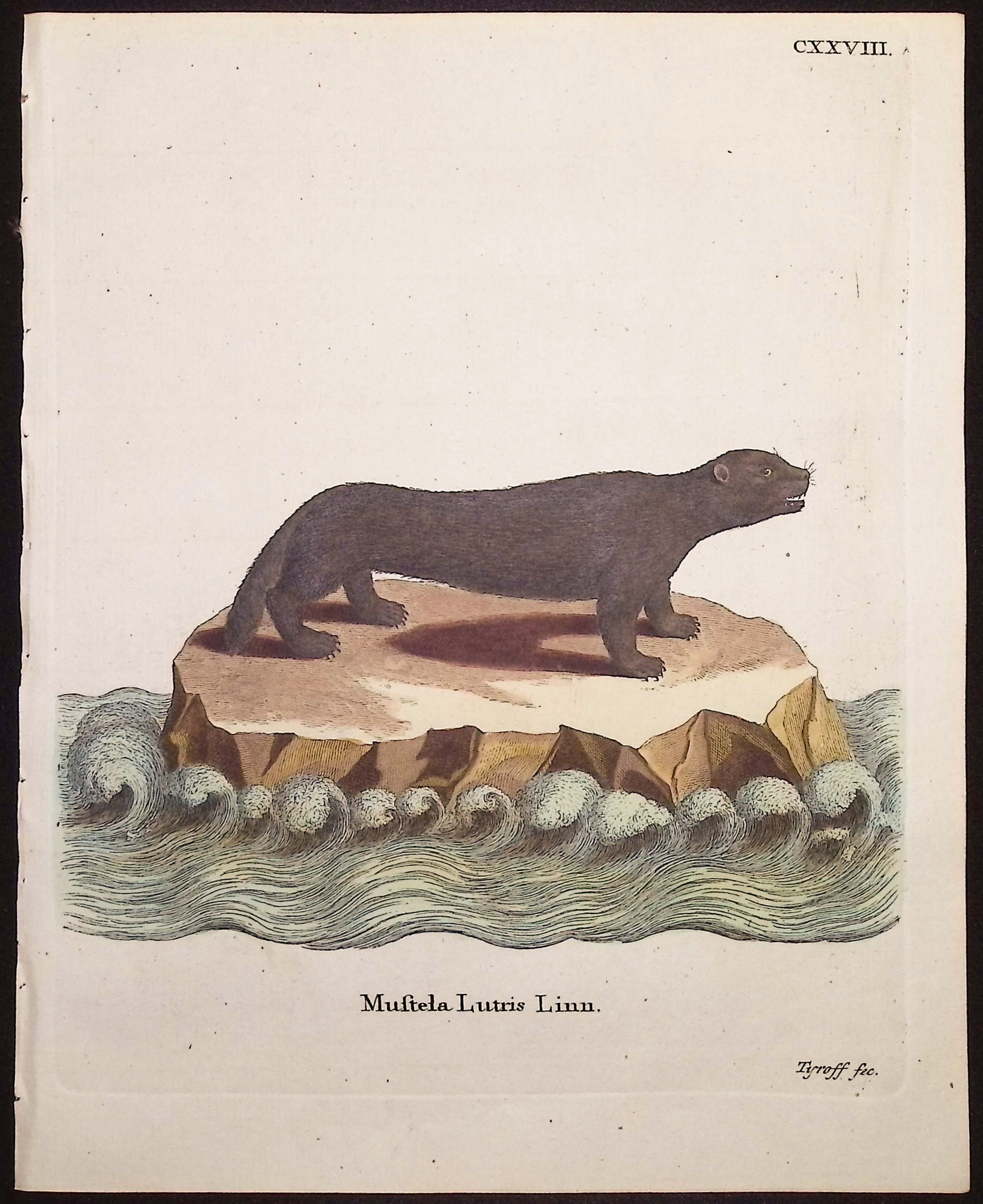 Sea Otter