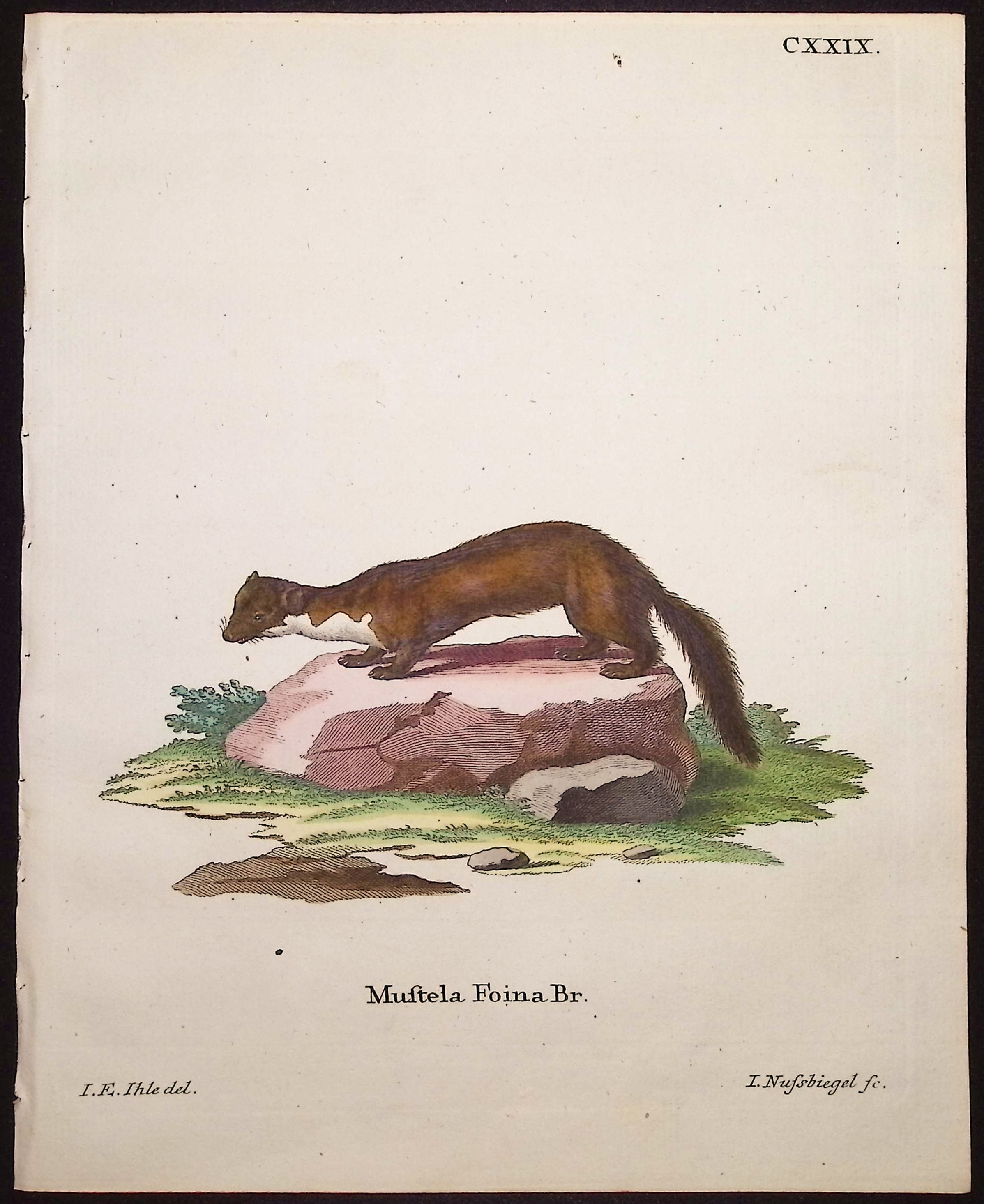 Marten