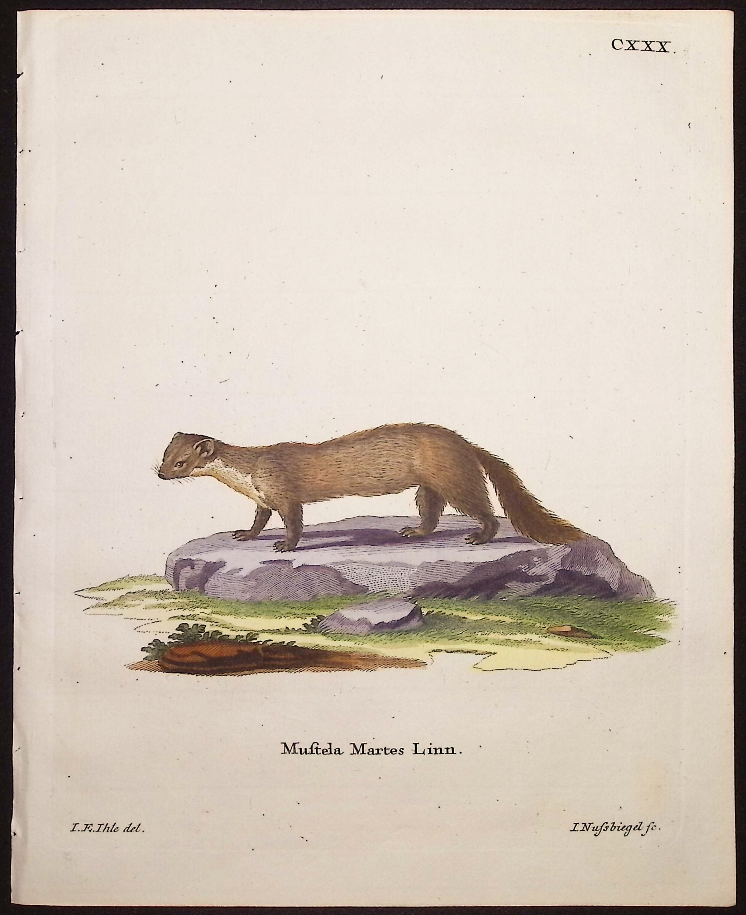 European Pine Marten
