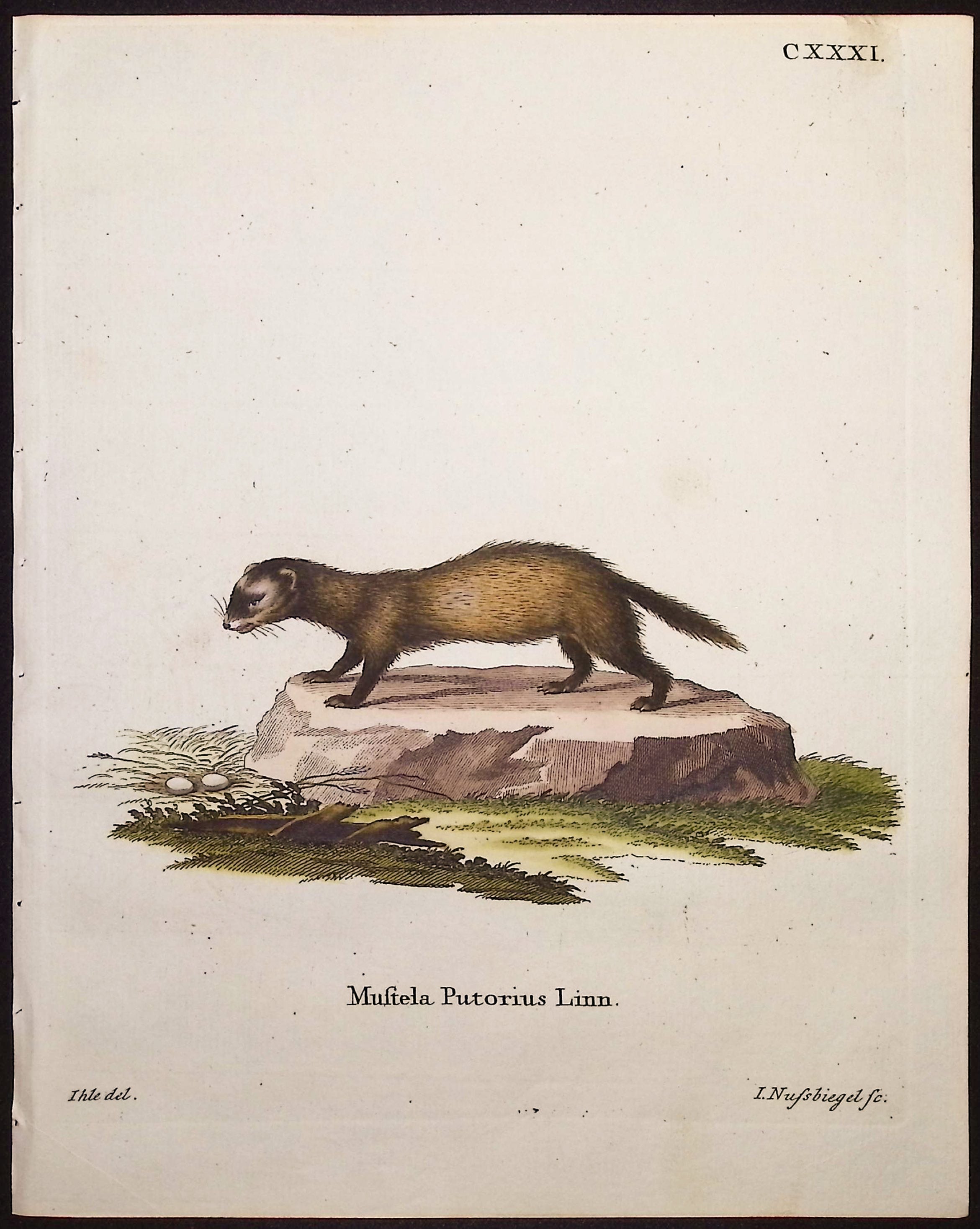European Polecat