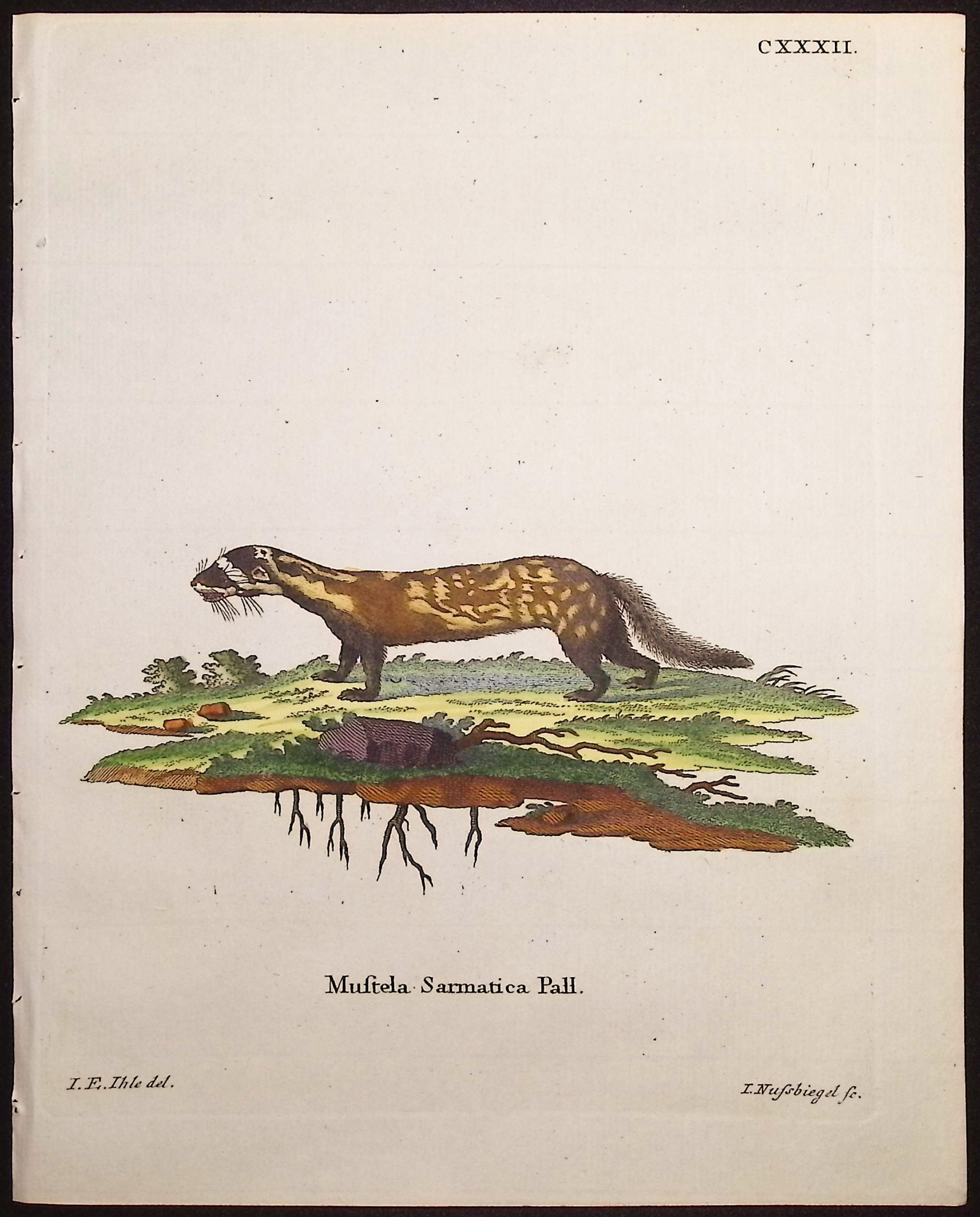 Marbled Polecat