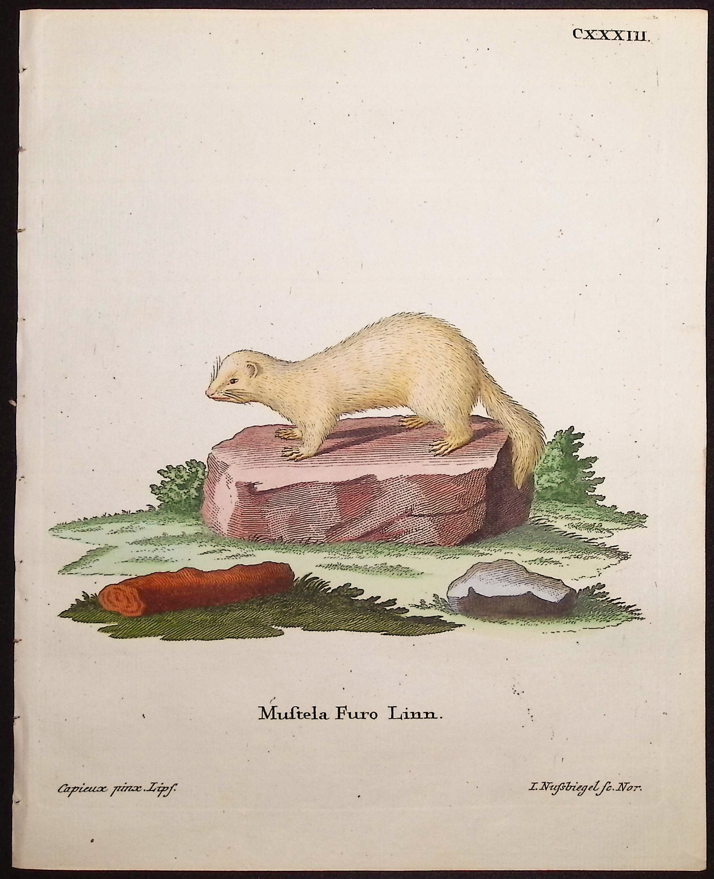 Ferret