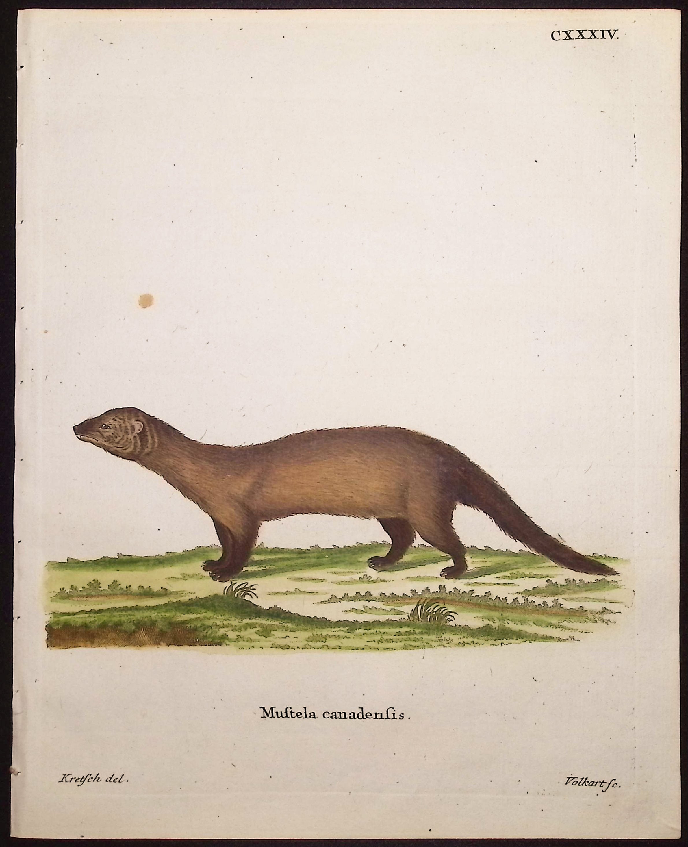 Fisher