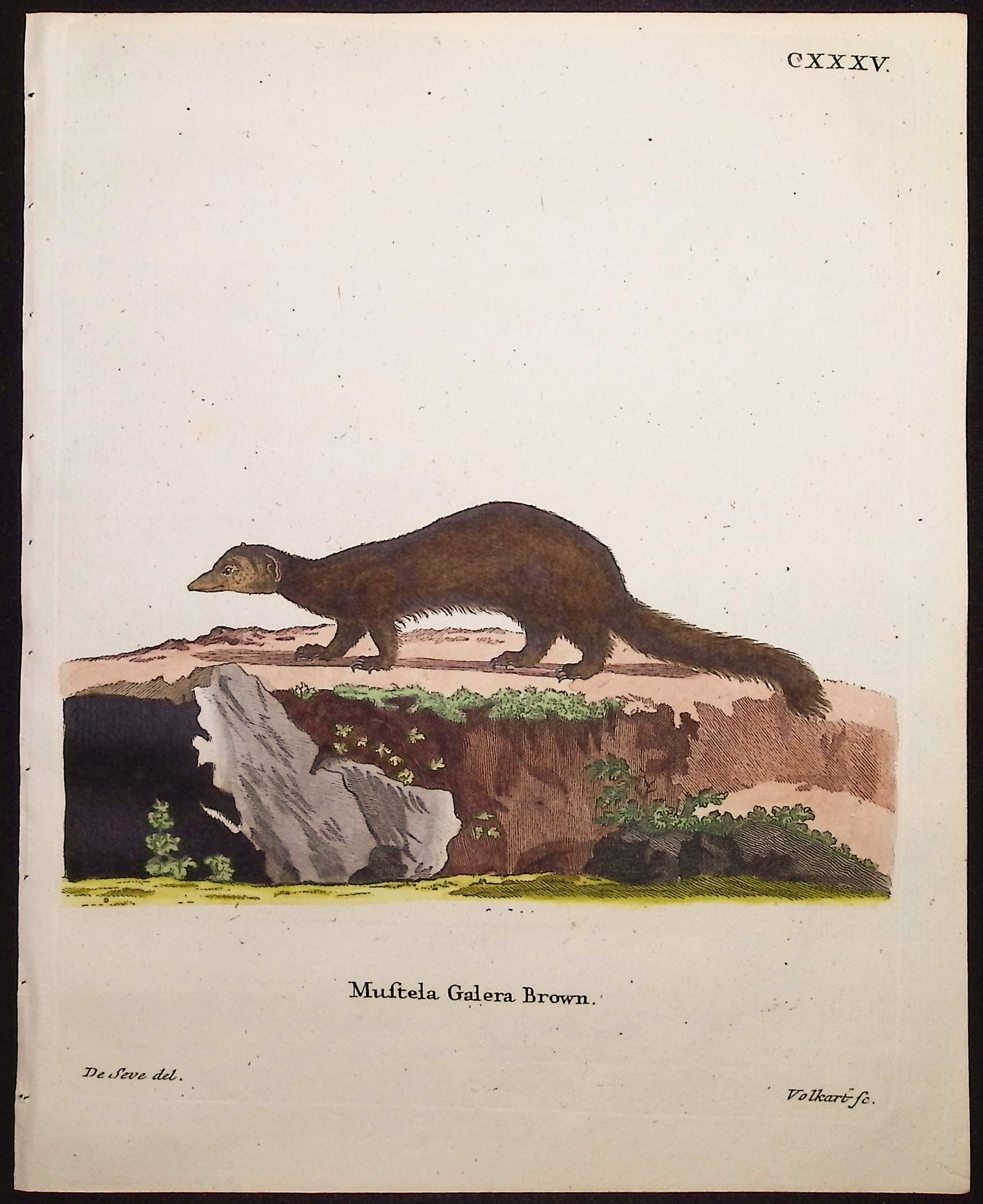 Mustelid