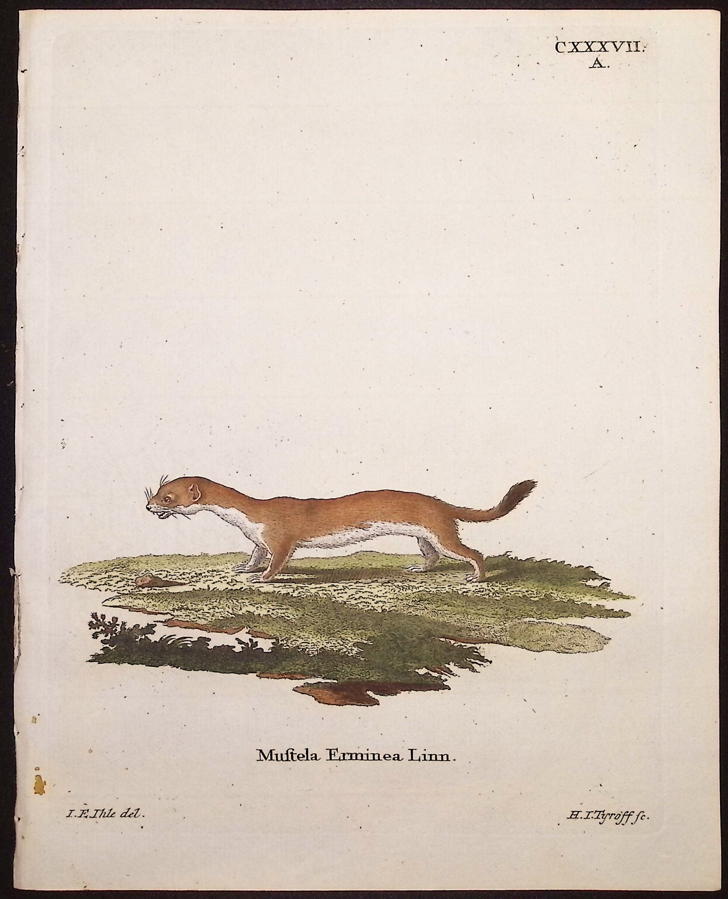 Stoat (Ermine)