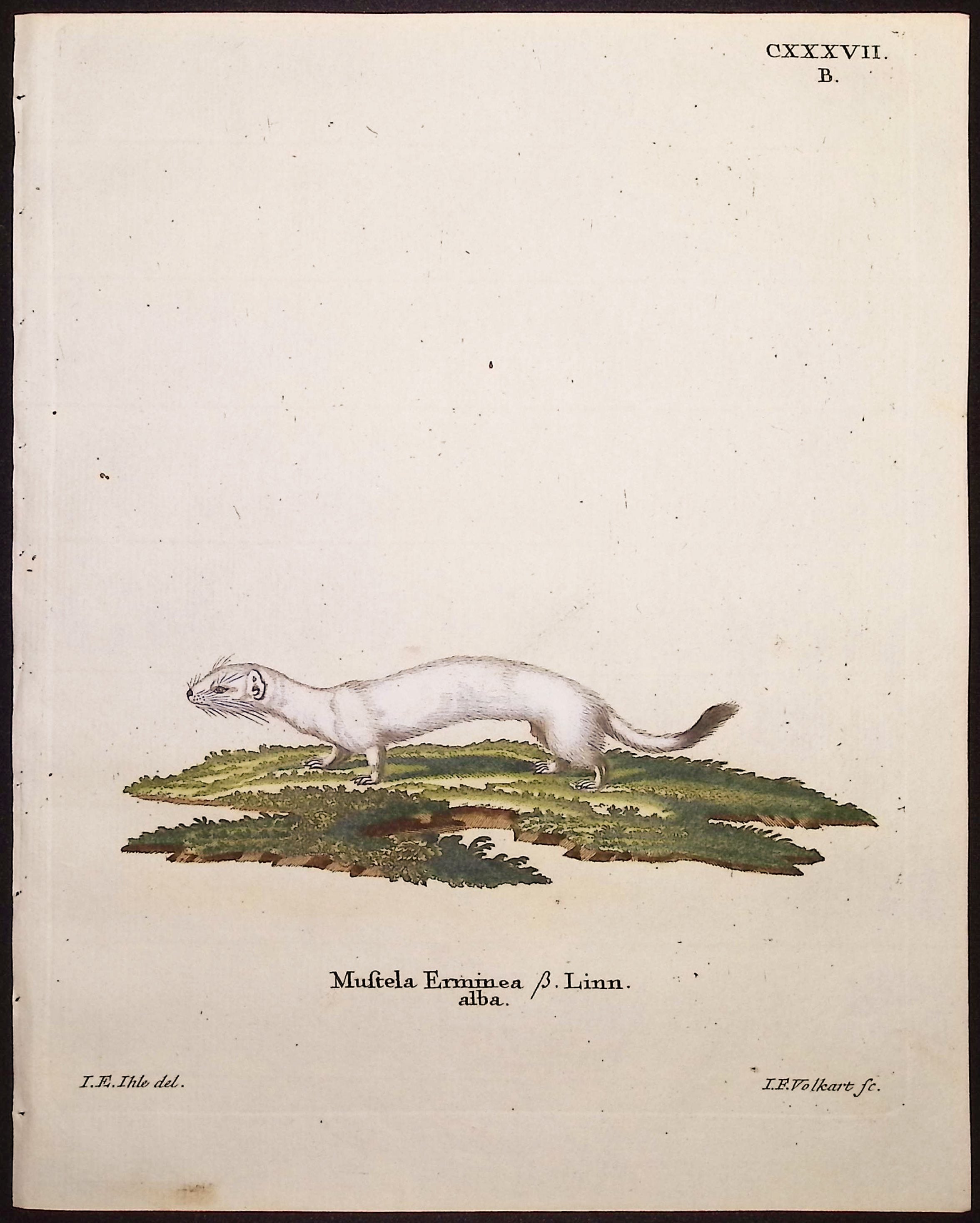 White Stoat (Ermine)