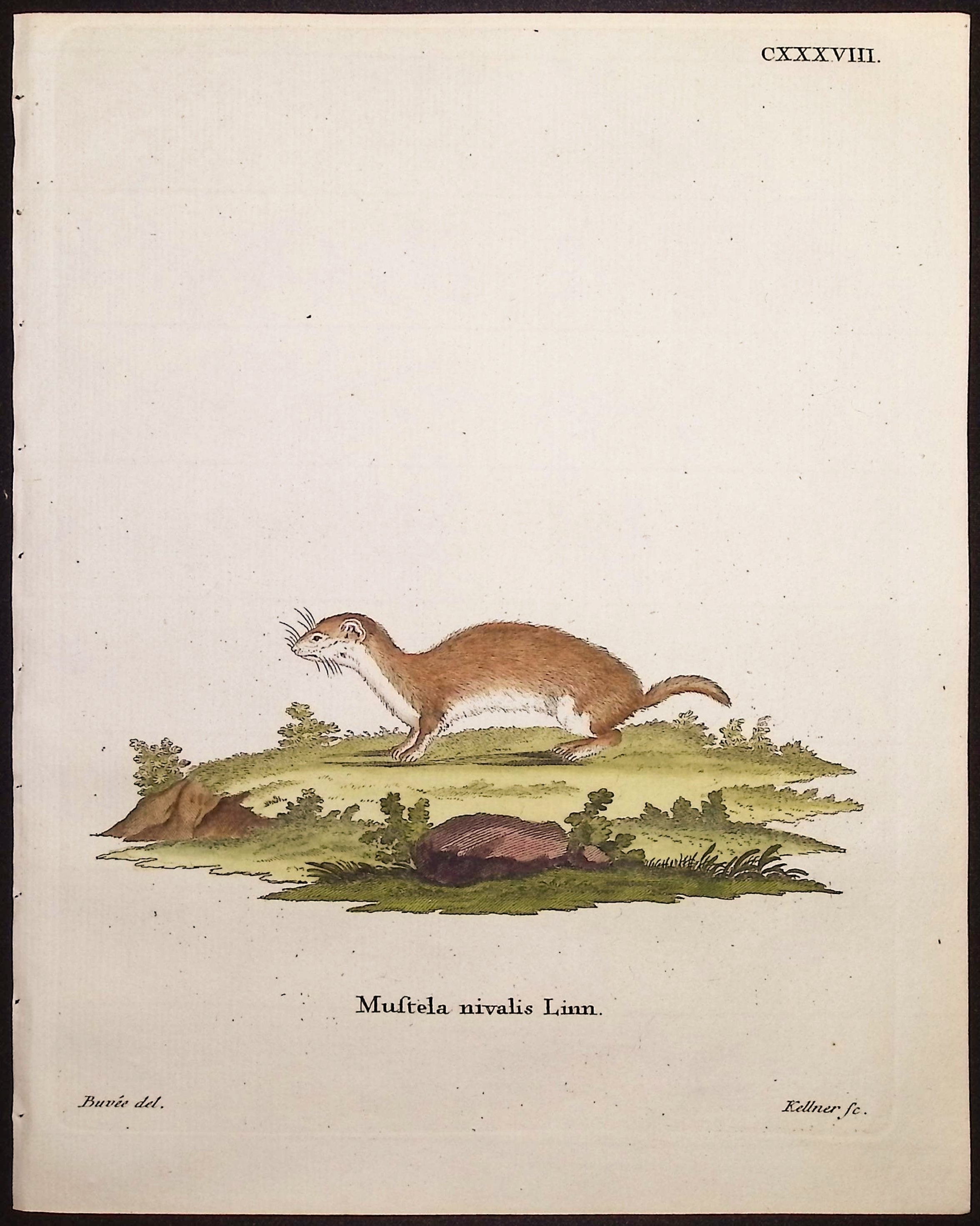 Least Weasel