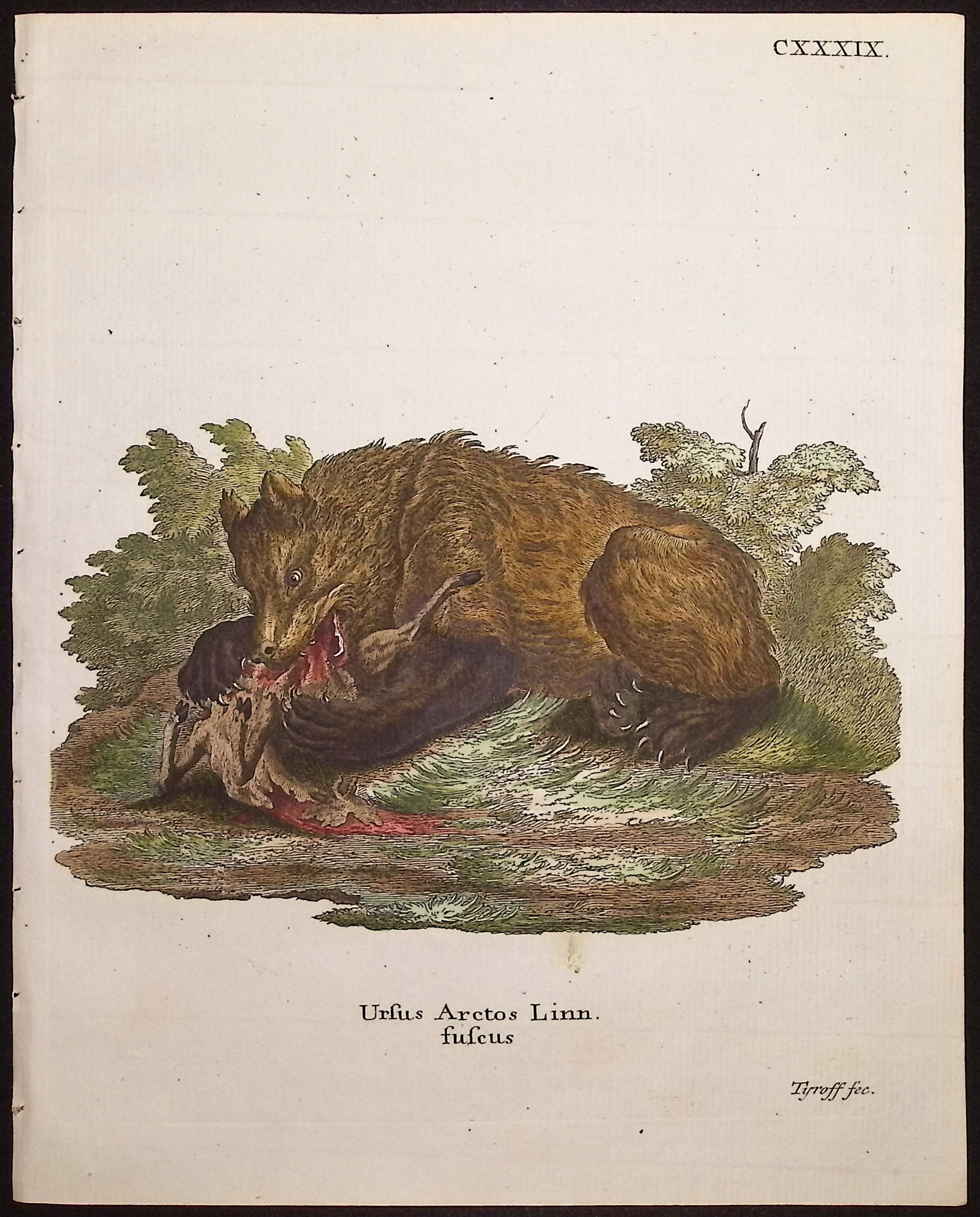 Brown Bear