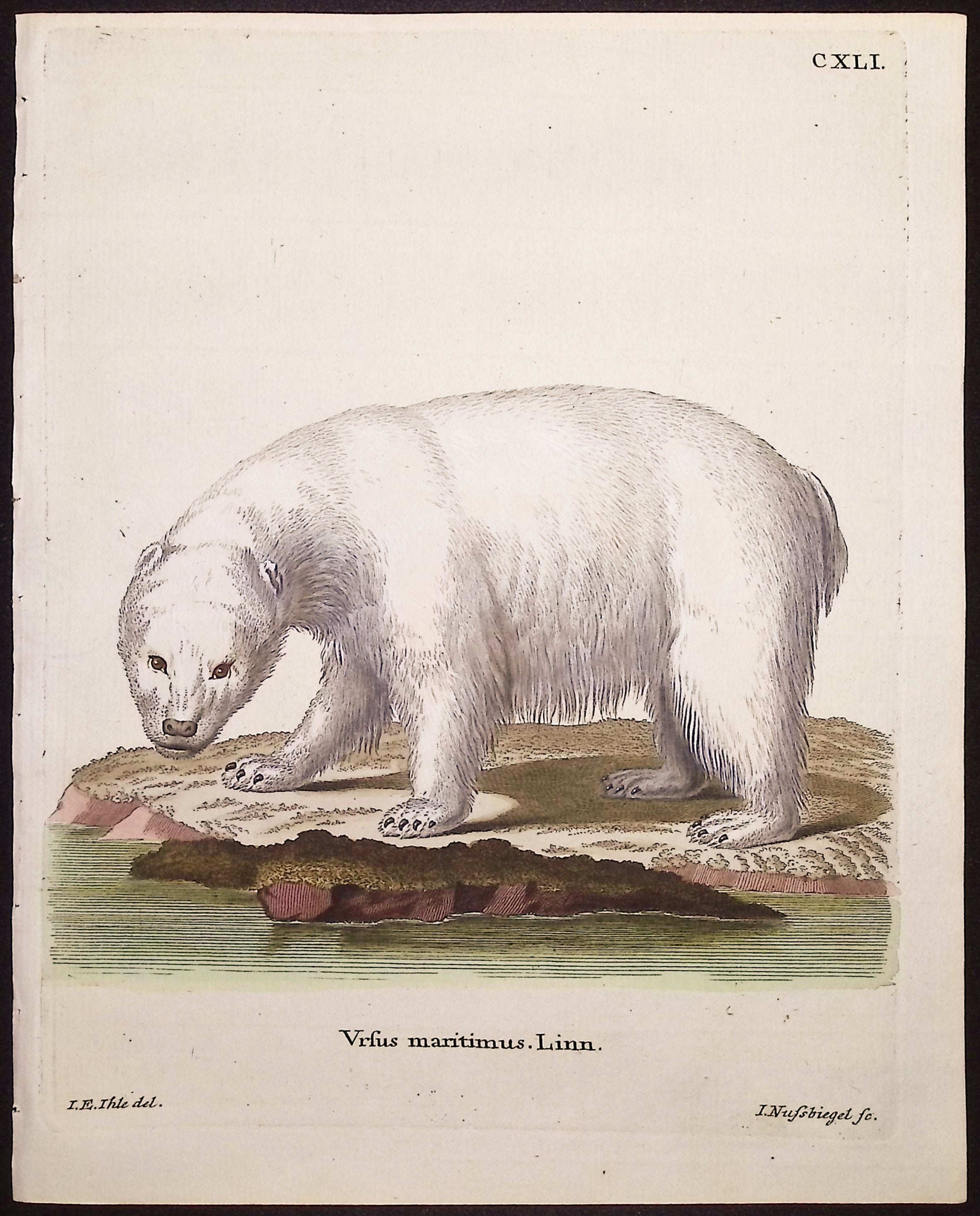 Polar Bear