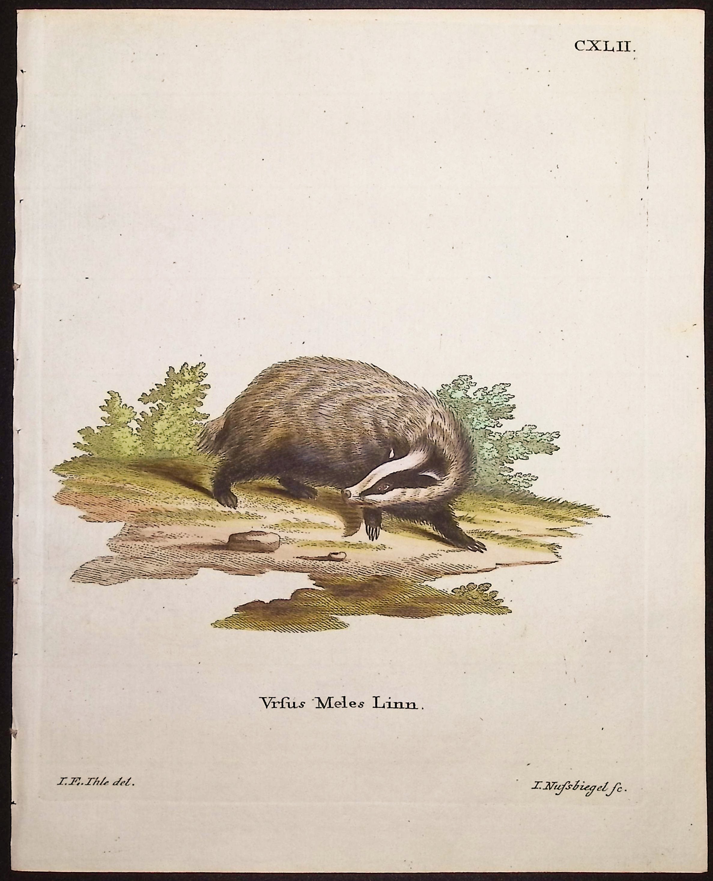 European Badger