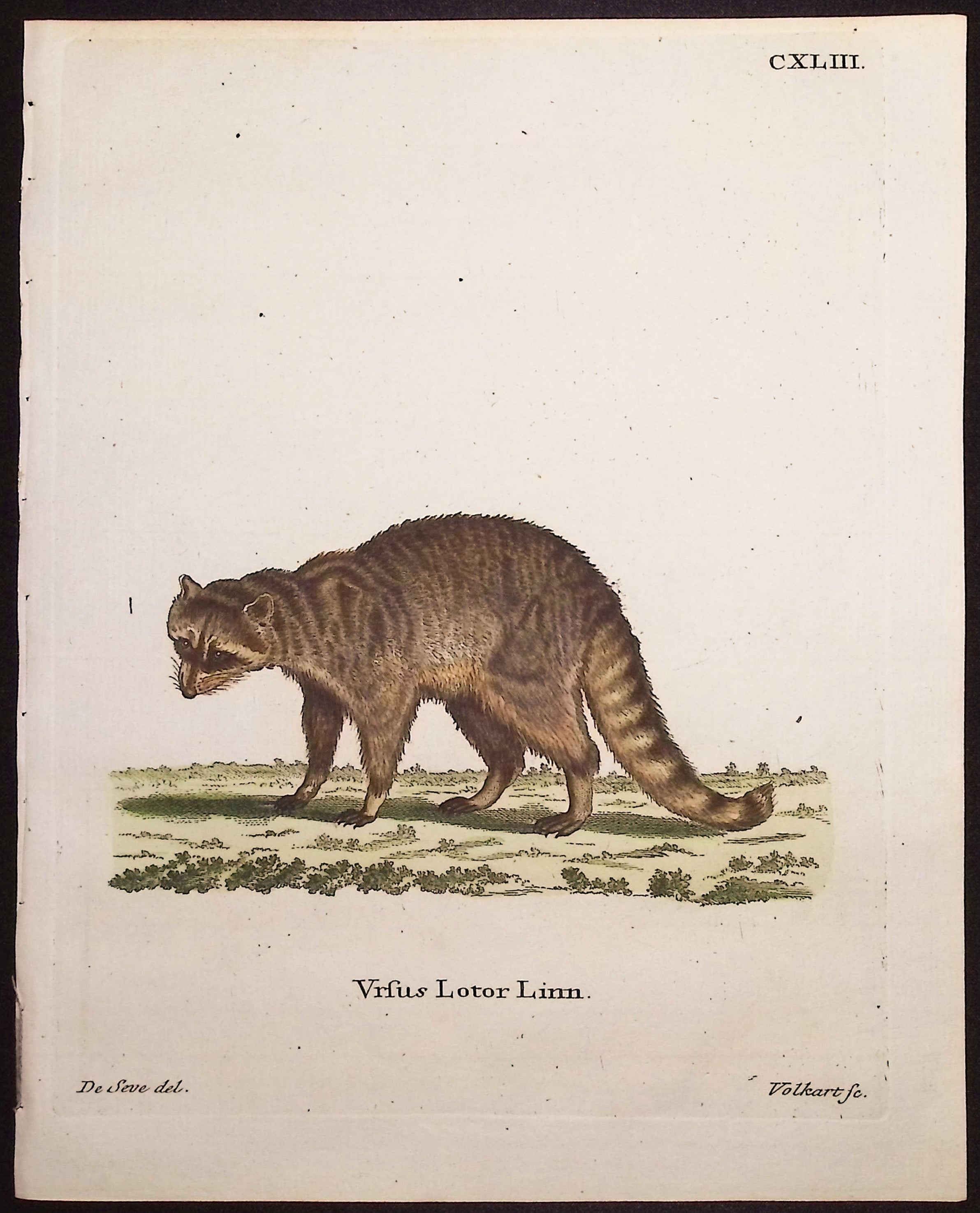 Raccoon