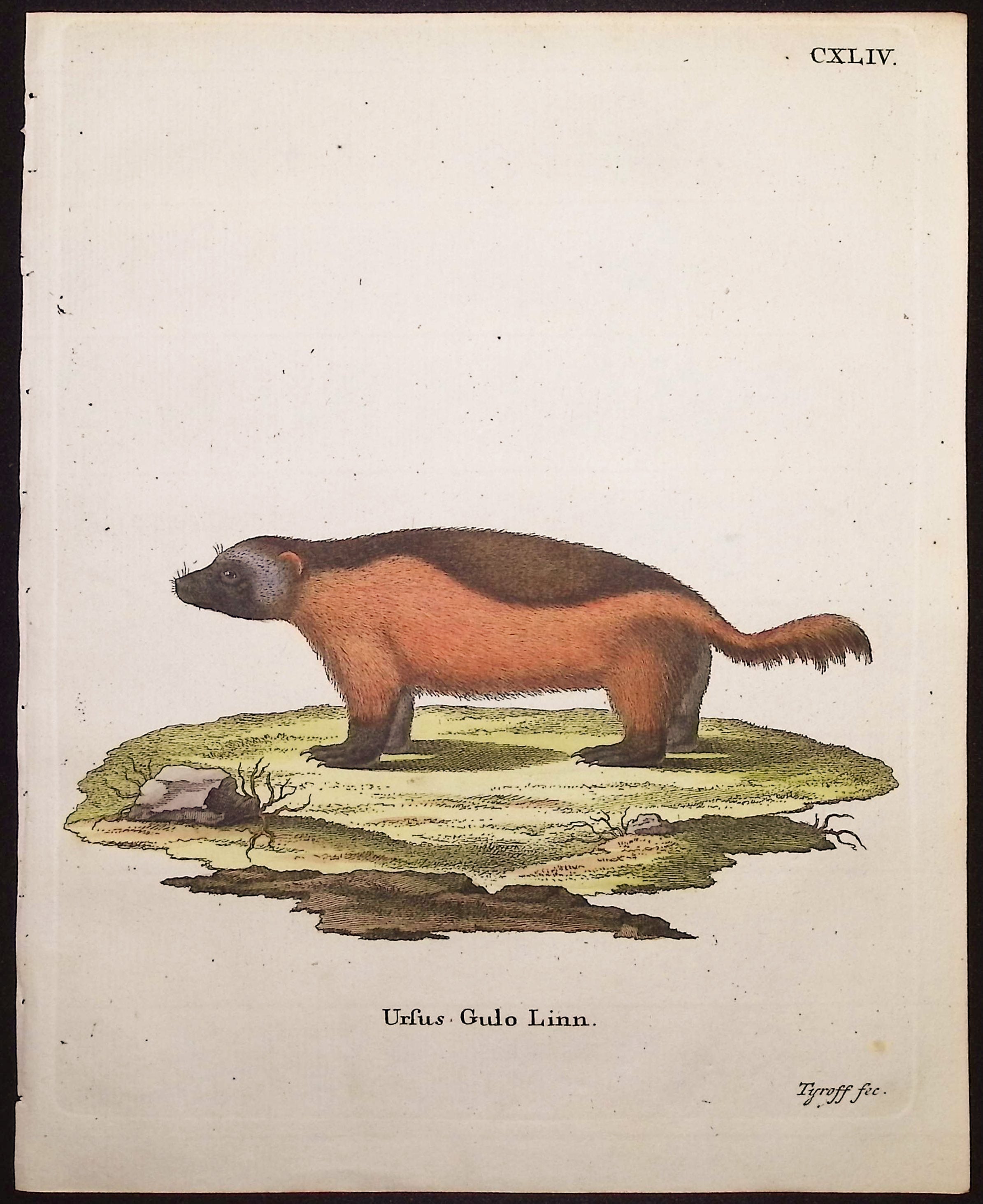 Wolverine