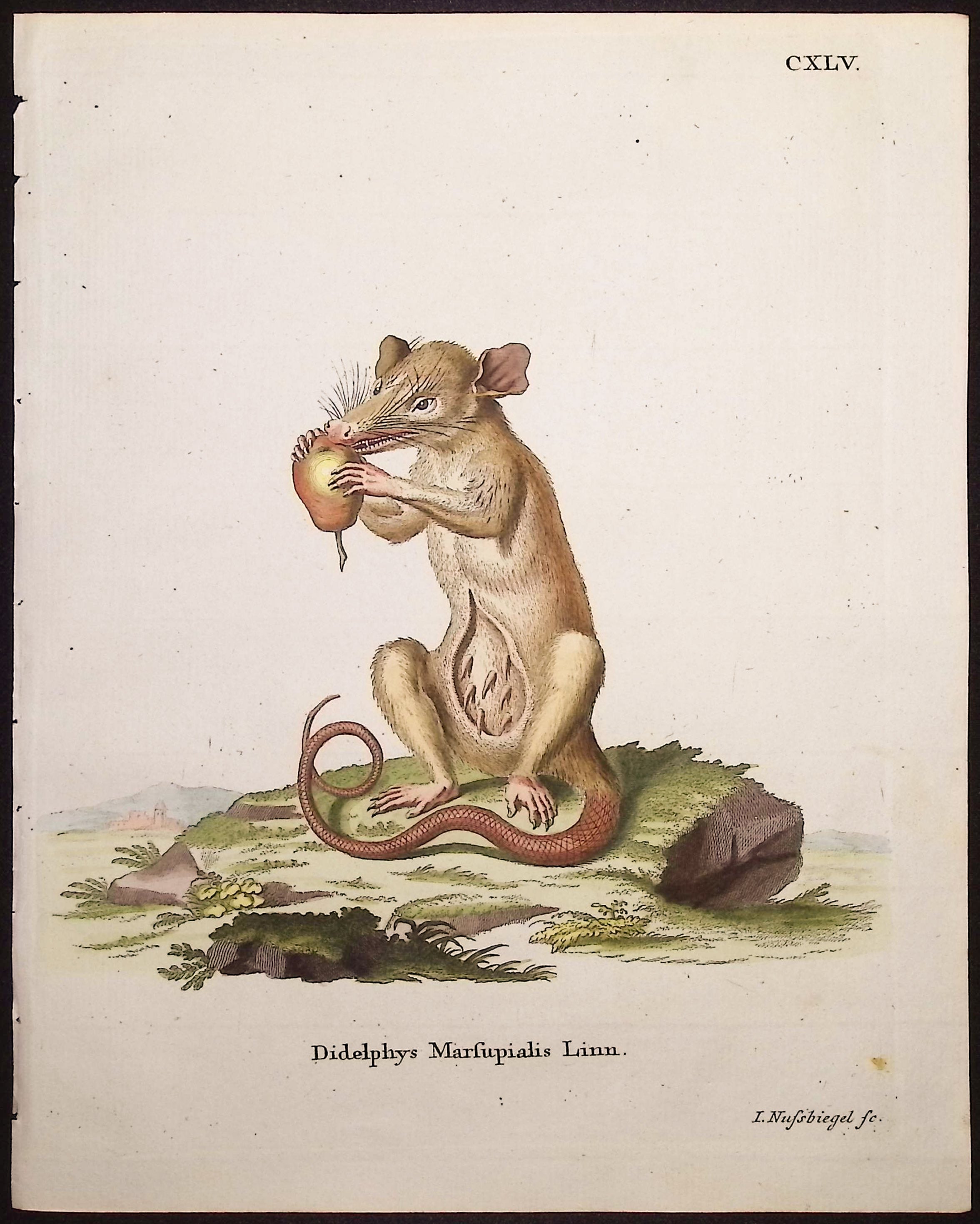 Common Opposum