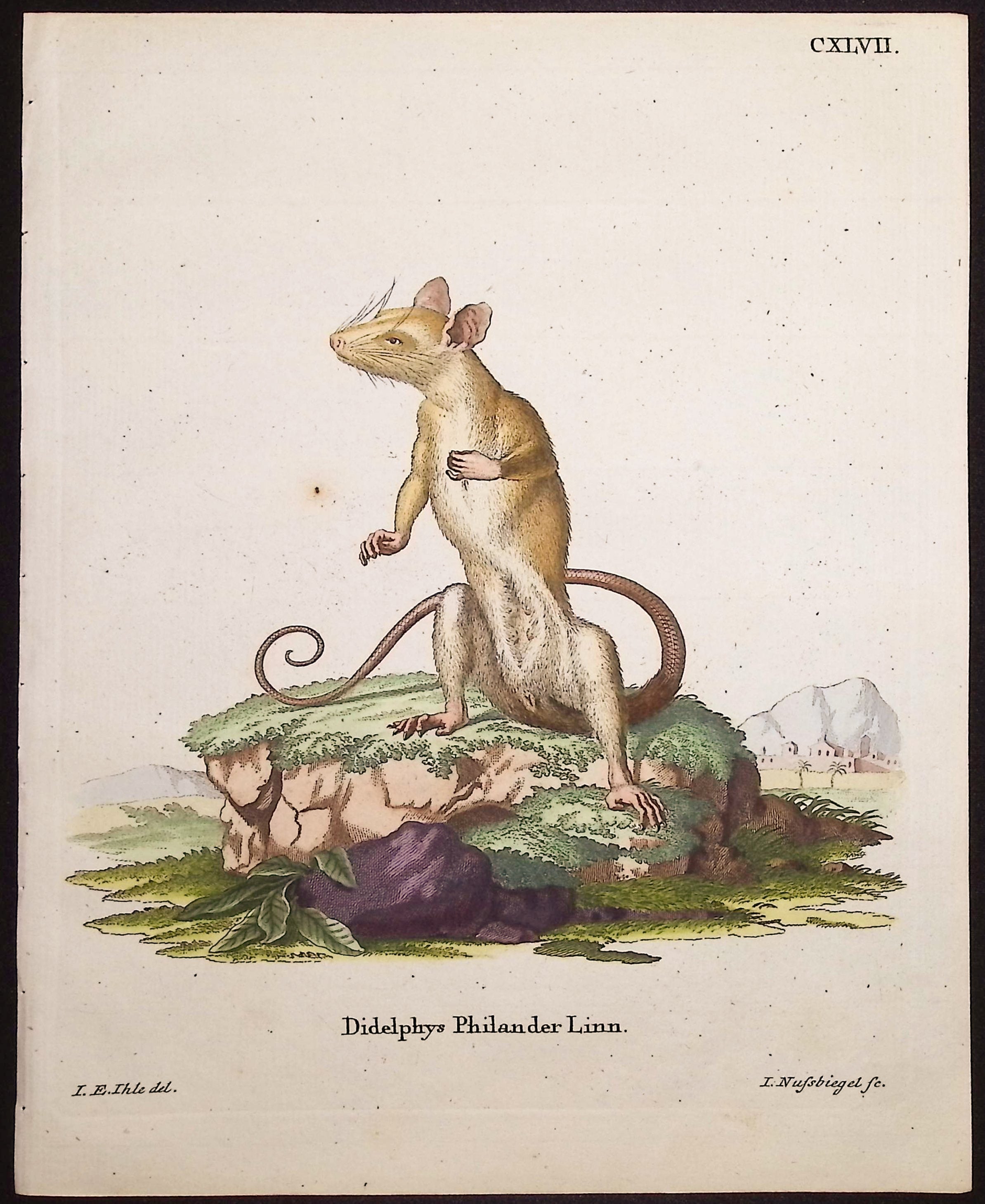 Bare-Tailed Woolly Opossum