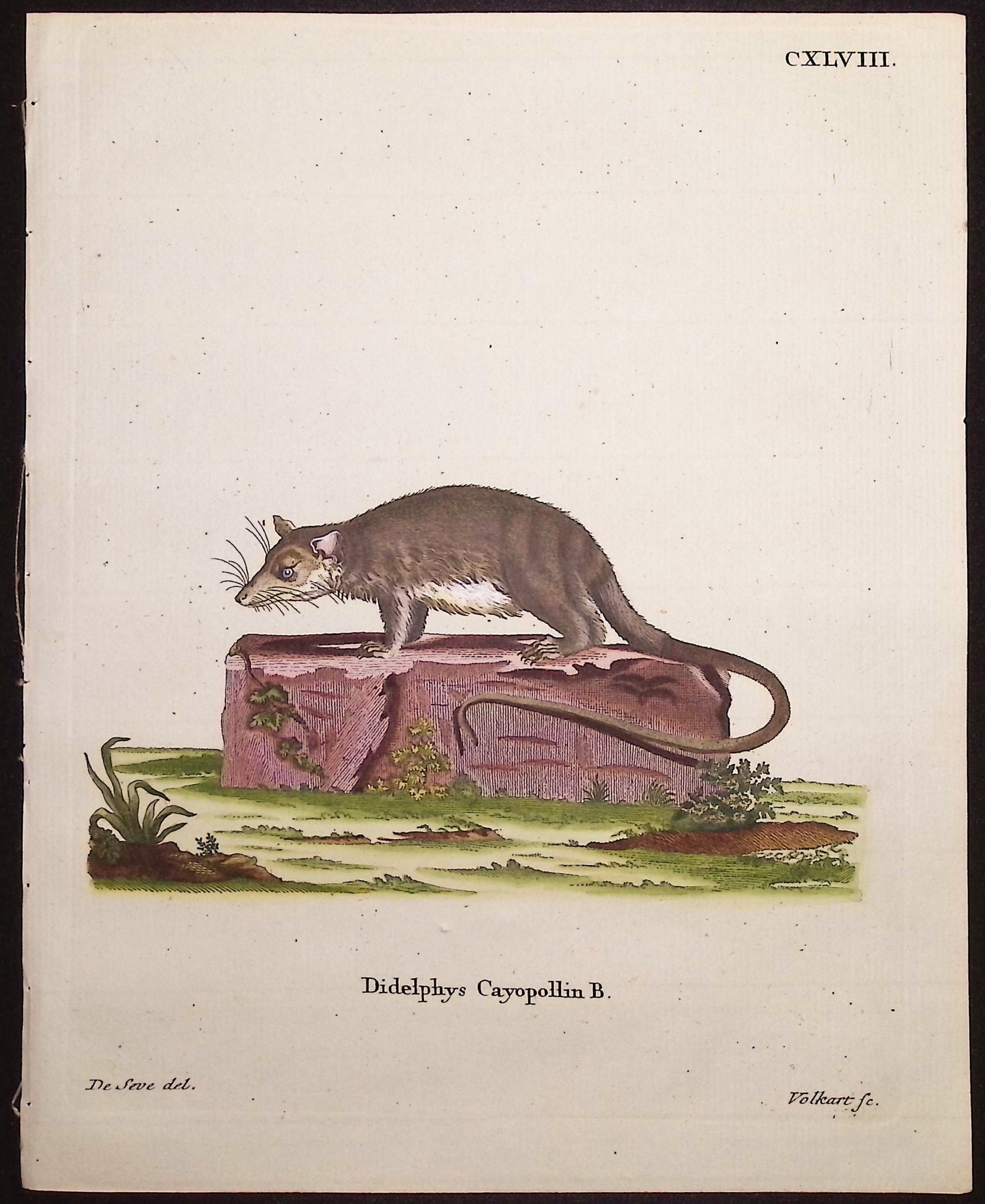 Bare-Tailed Woolly Opossum