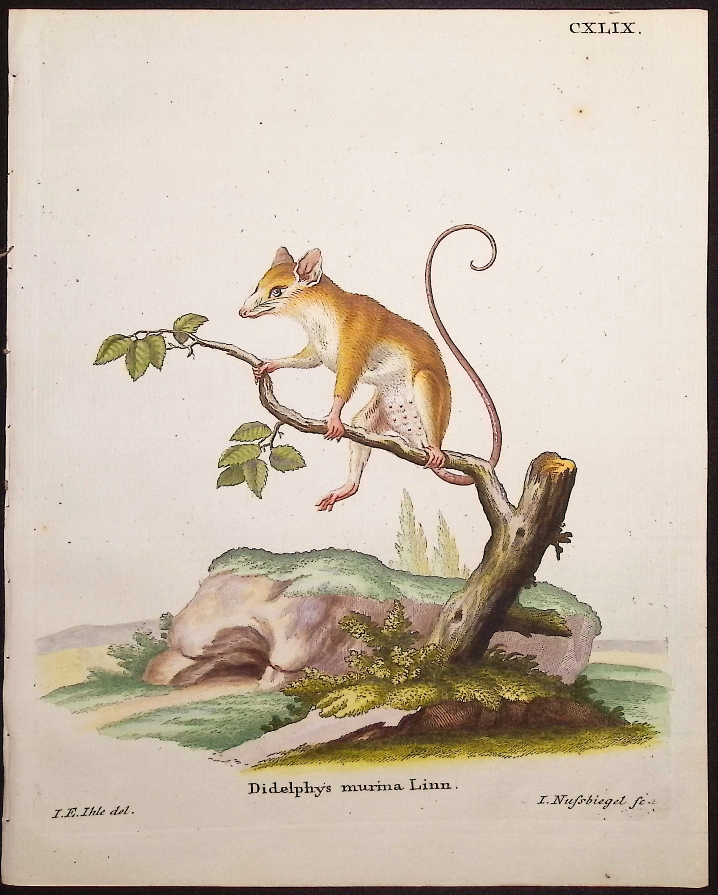 Linnaeus's Mouse Opossum