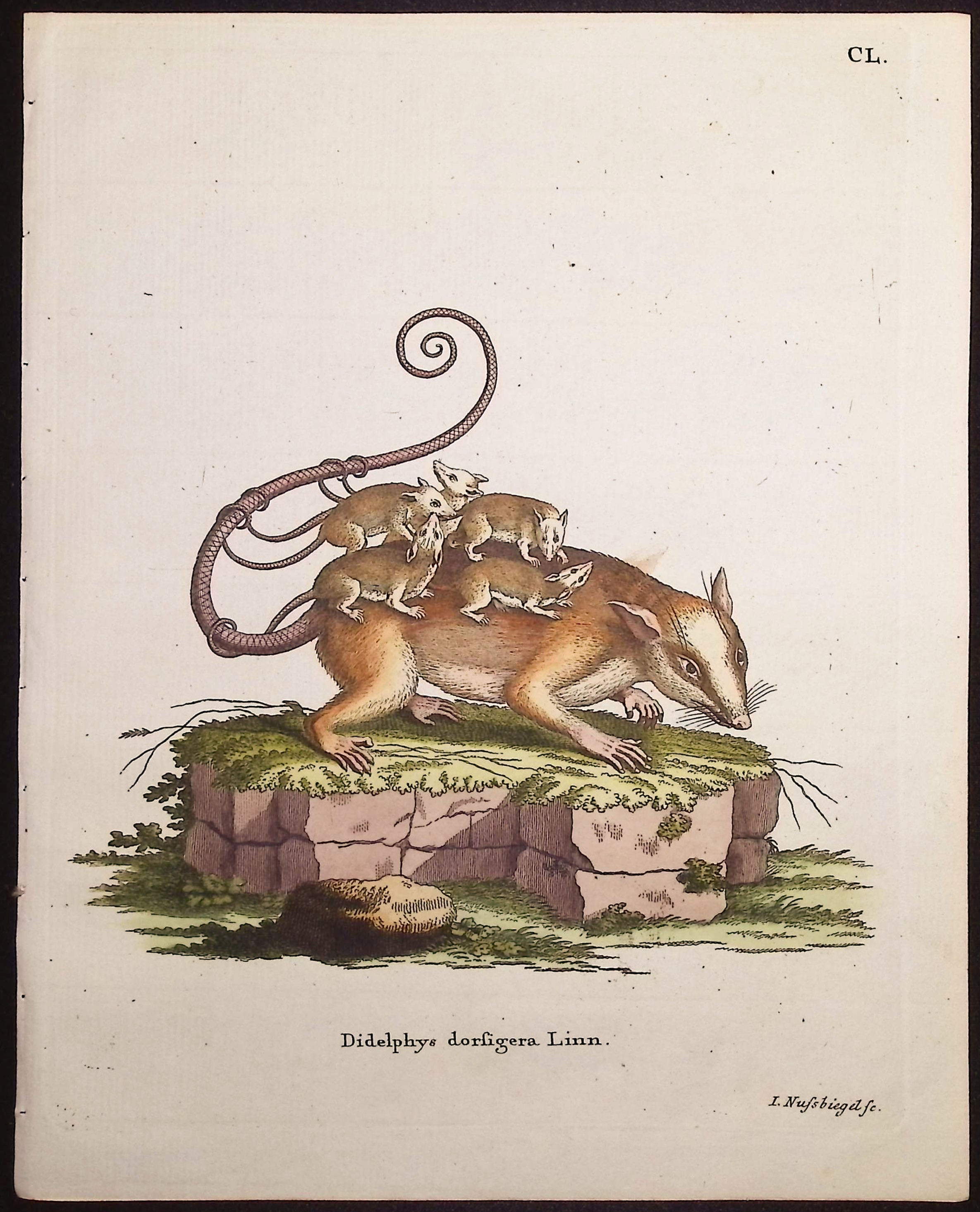 Linnaeus's Mouse Opossum