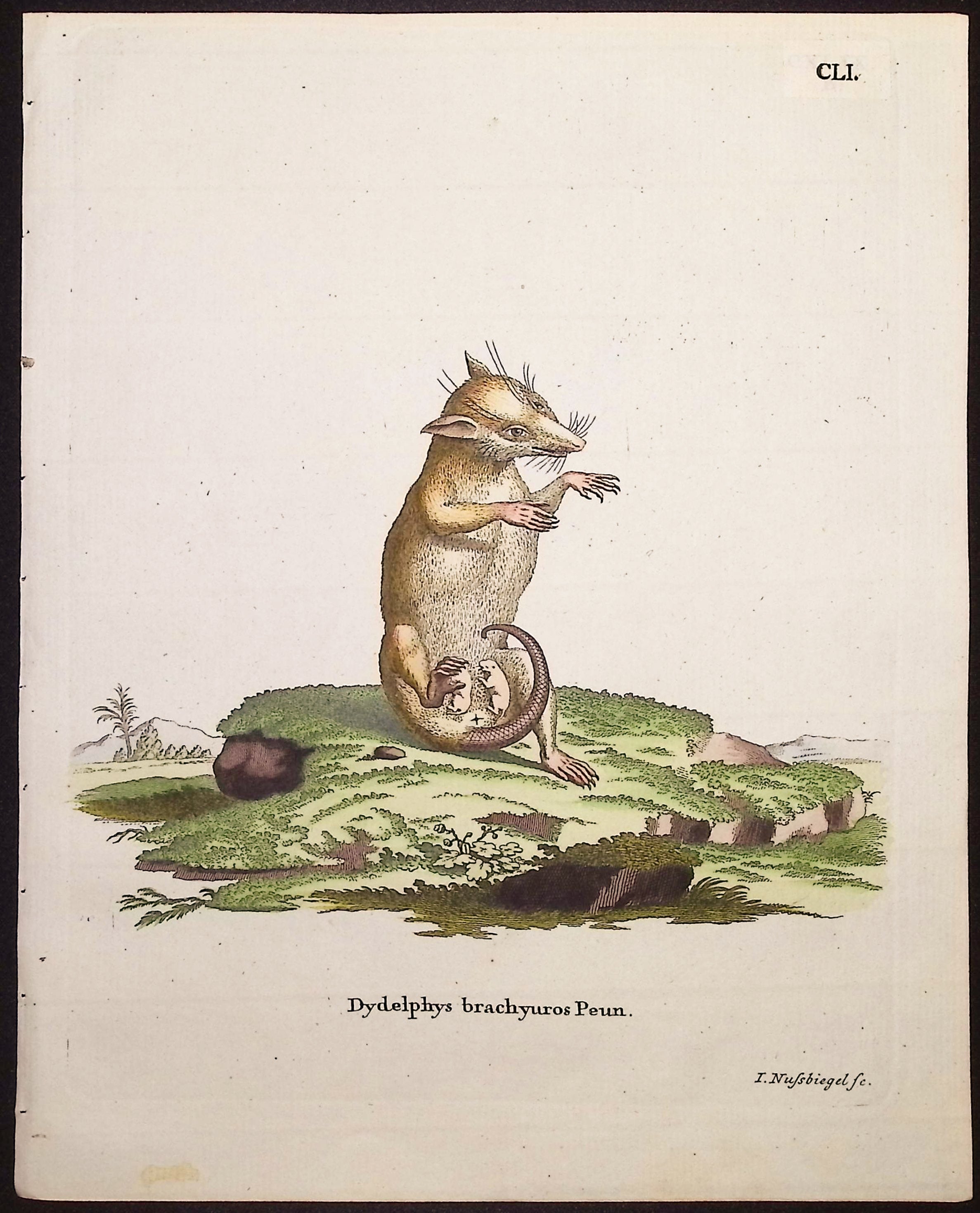 Opposum