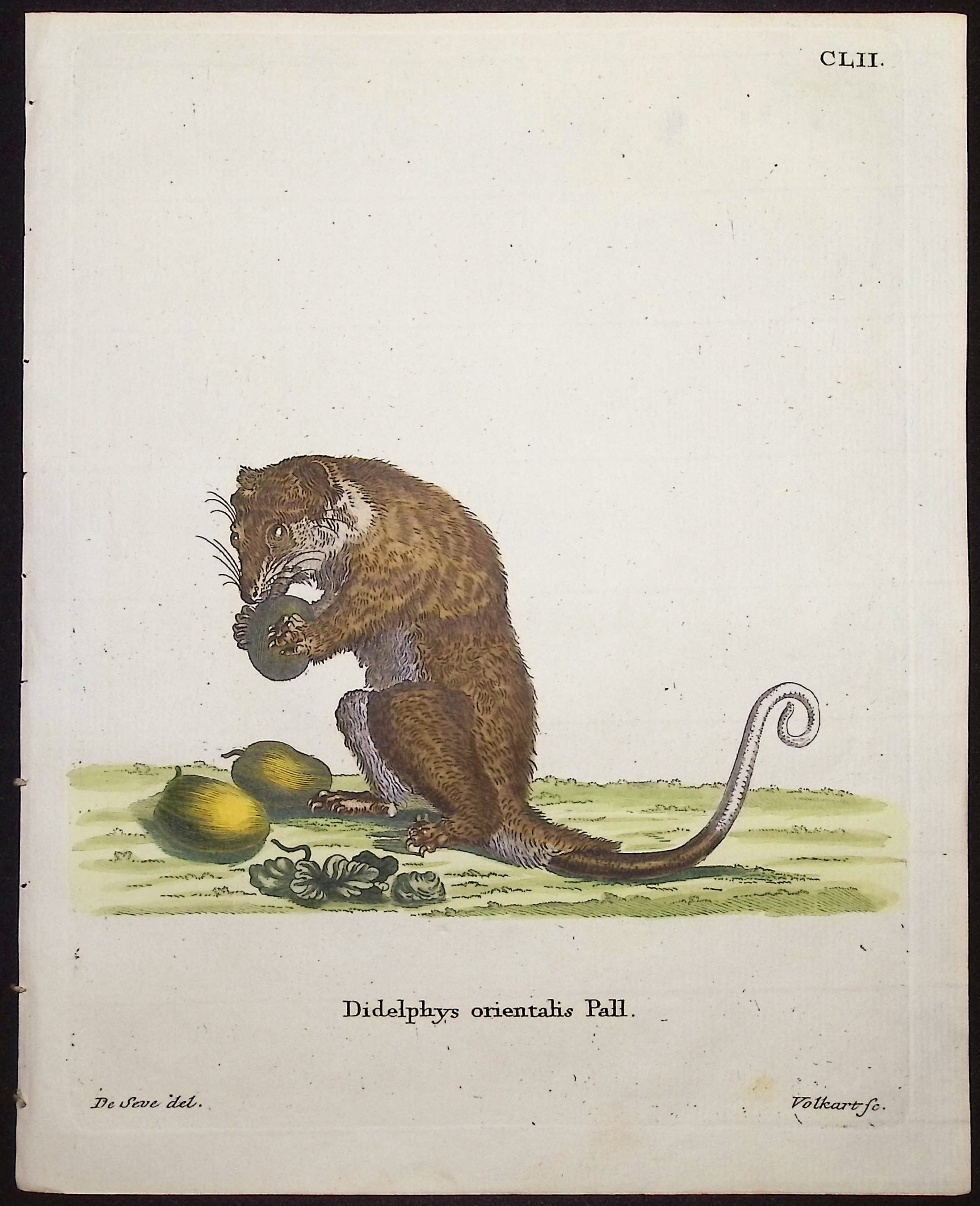 Eastern Opossum