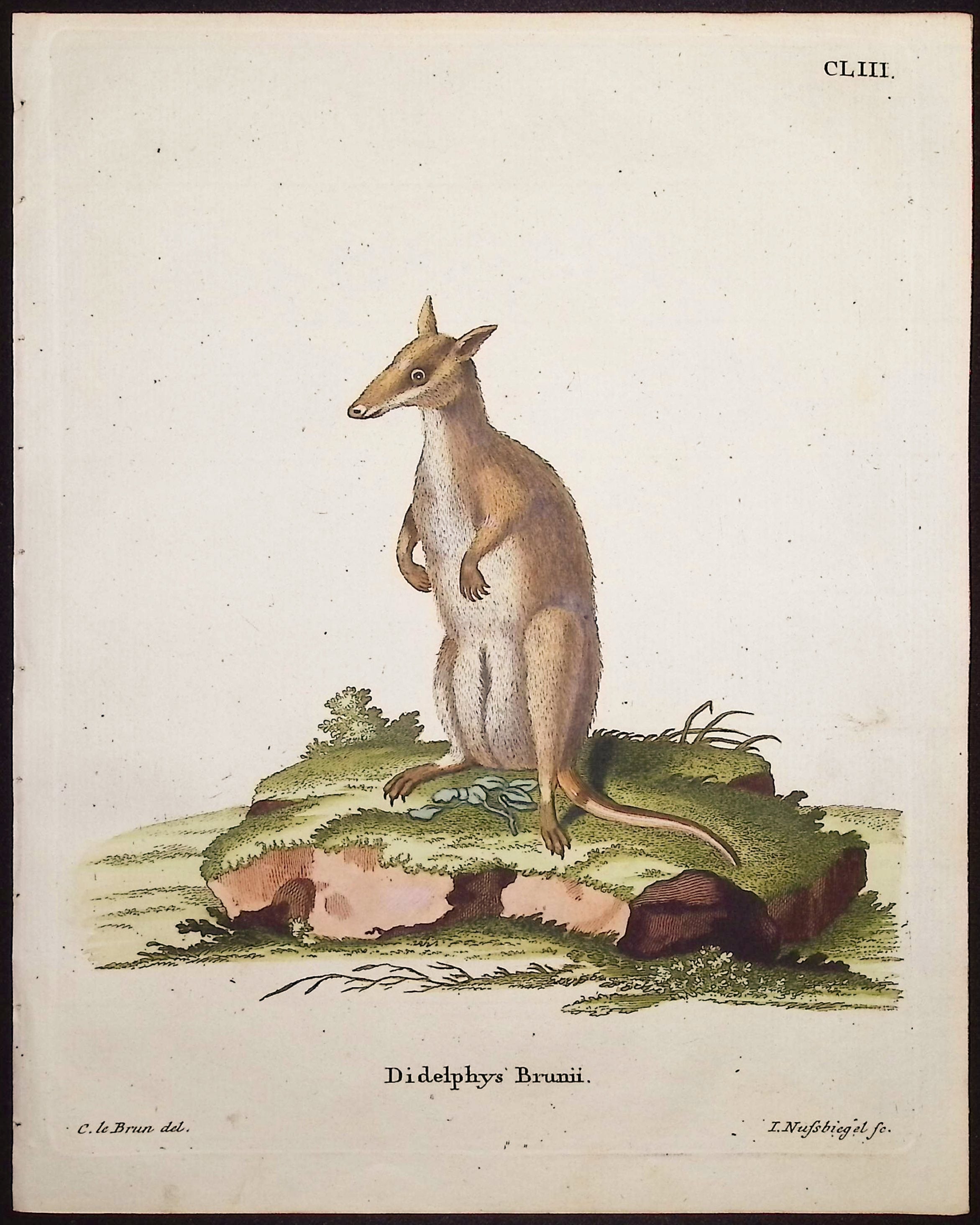 Kangaroo